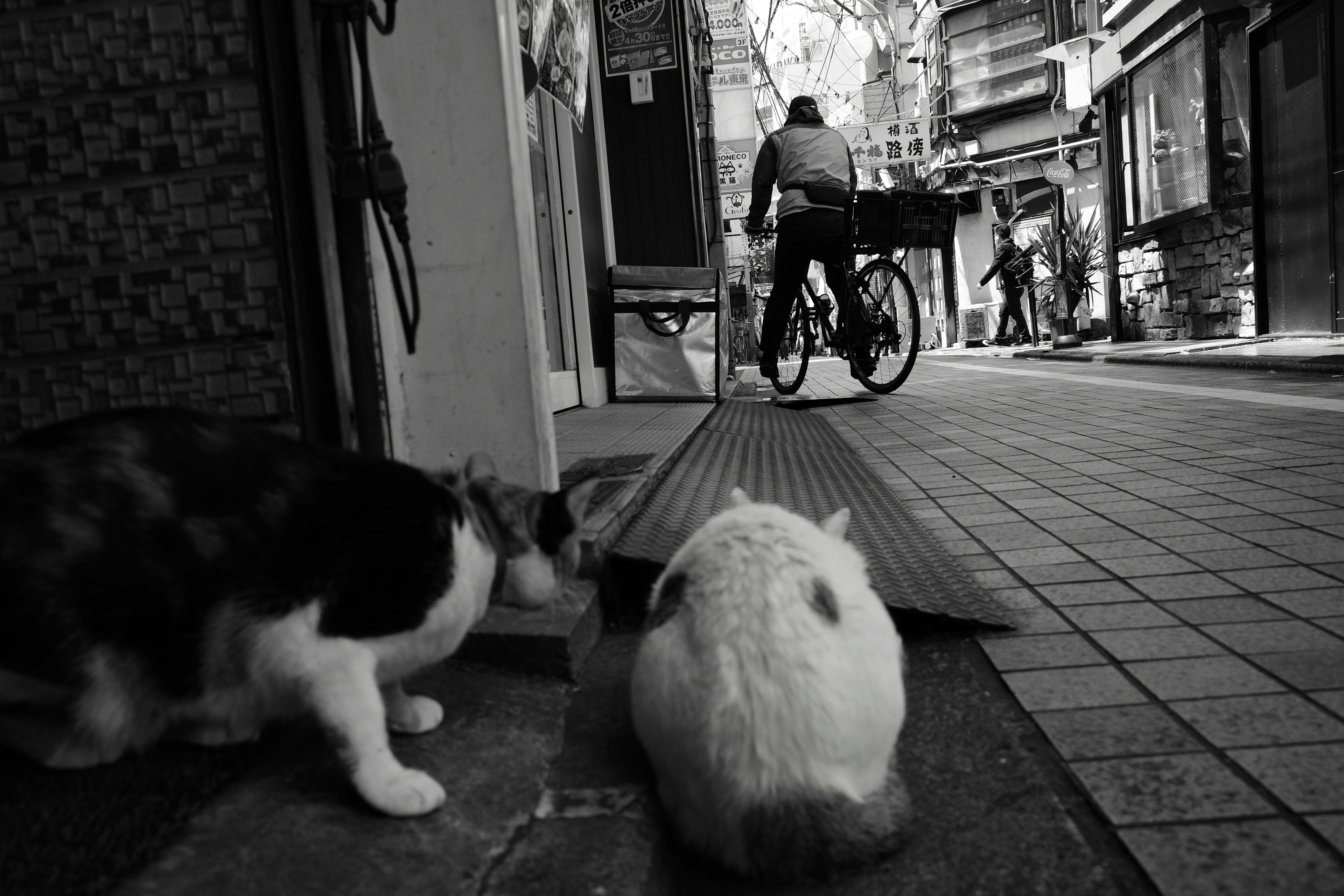 Eine Katze und ein Kaninchen, die die Straße in einer schwarz-weißen Szene beobachten