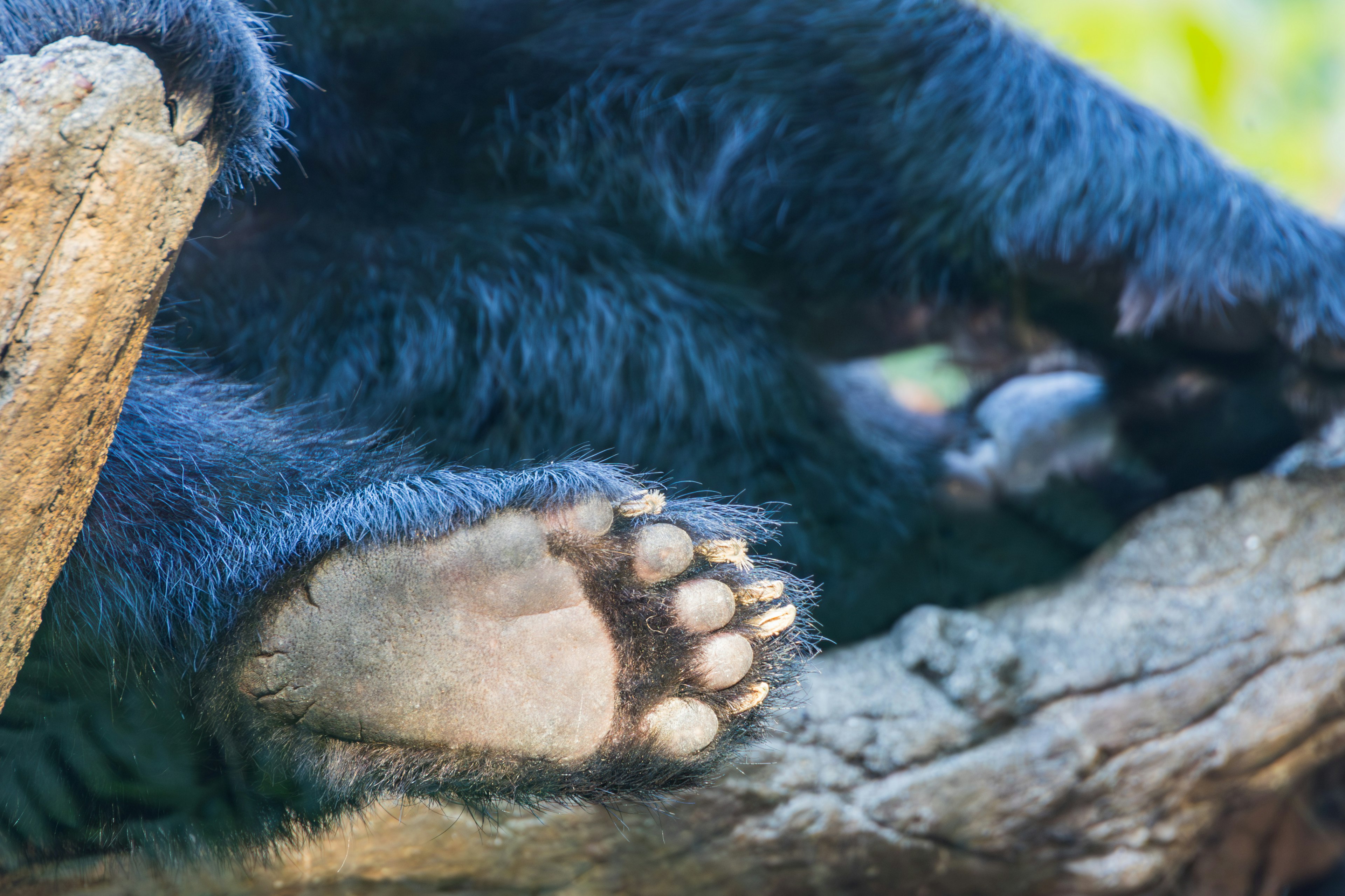 Close-up of a black bear's paw resting on a tree branch