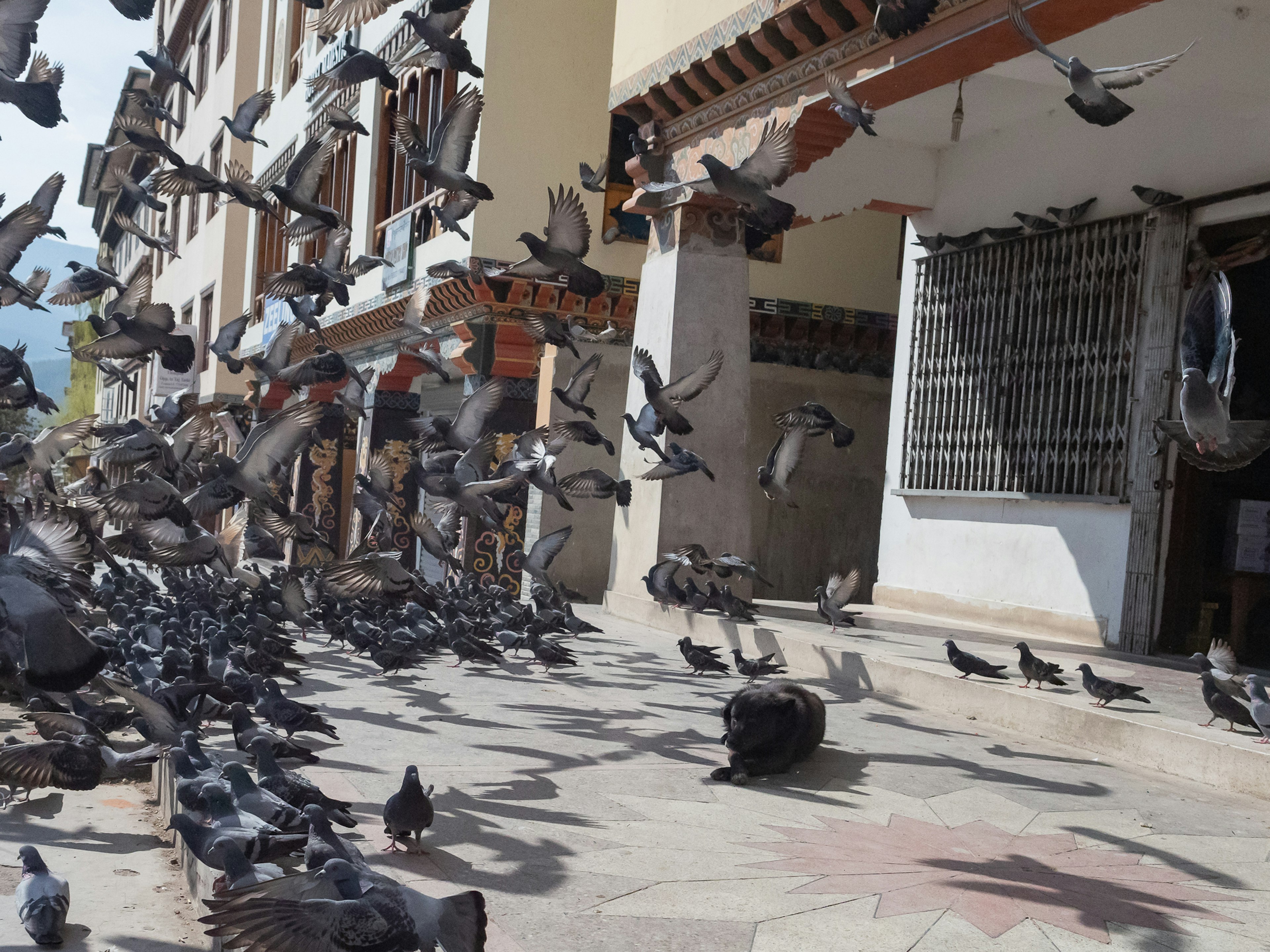 Un vol de pigeons s'envolant dans une rue de la ville