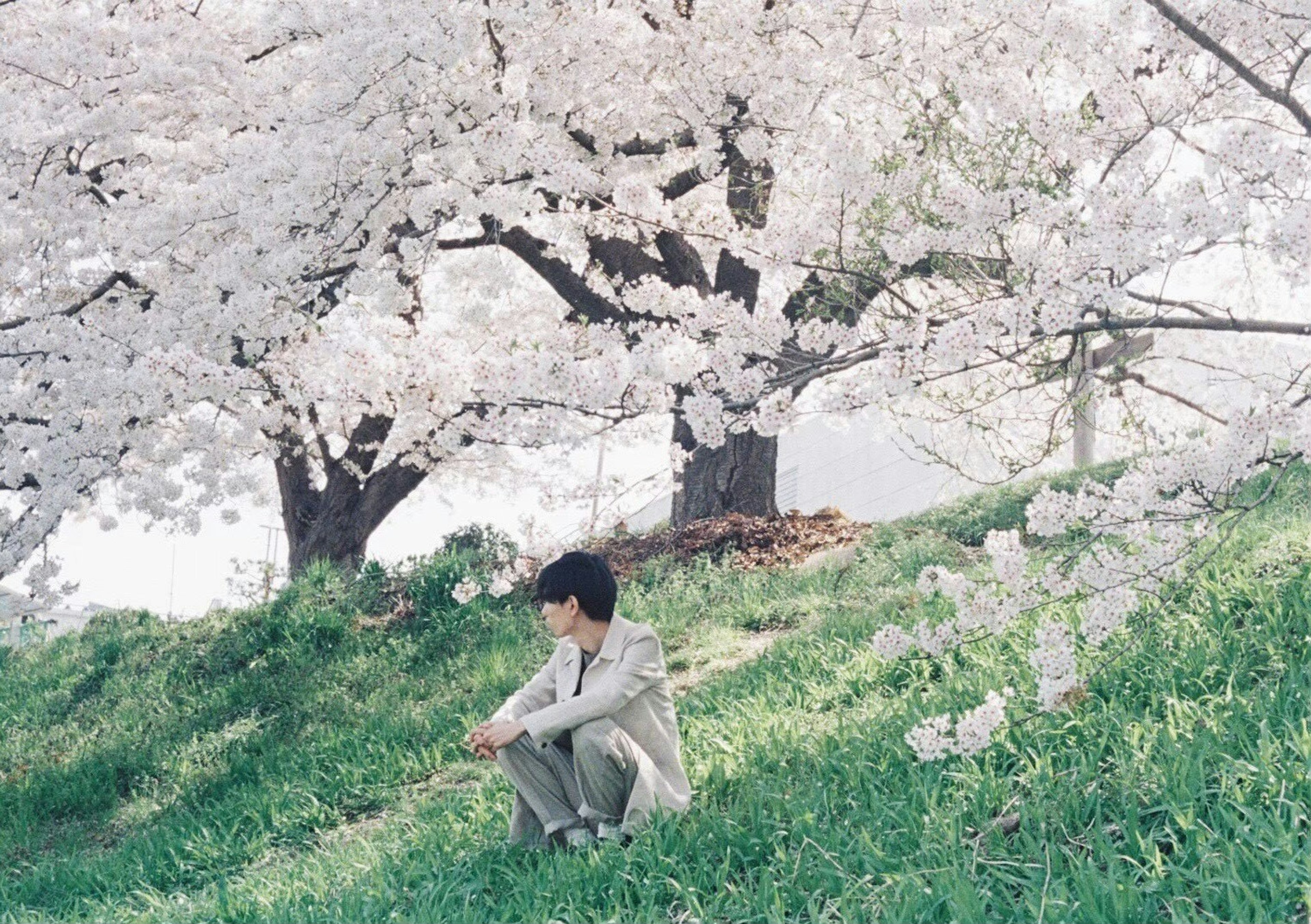 Un hombre sentado tranquilamente bajo un árbol de cerezo en flor