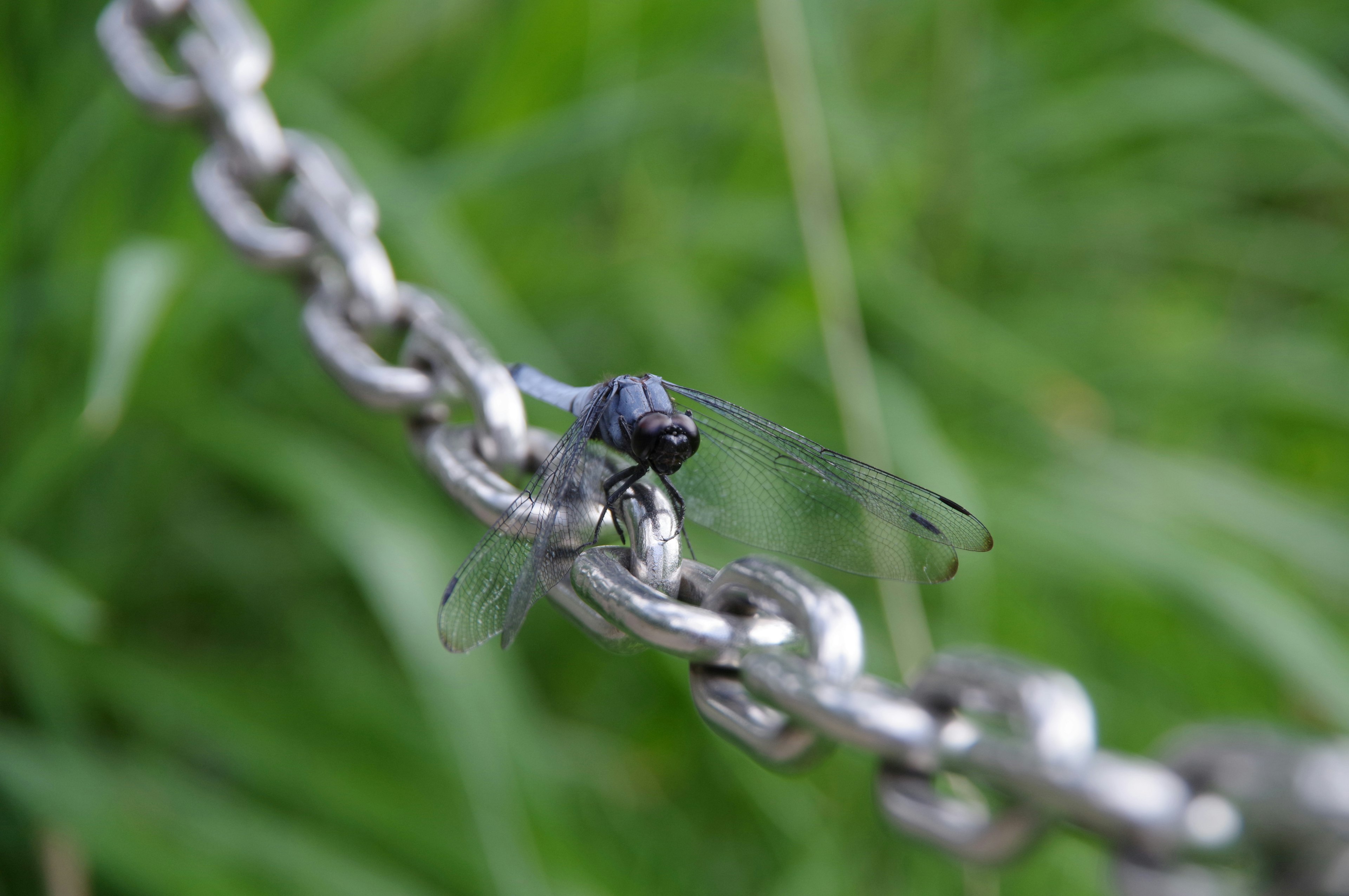 A blue dragonfly perched on a metal chain with a green background