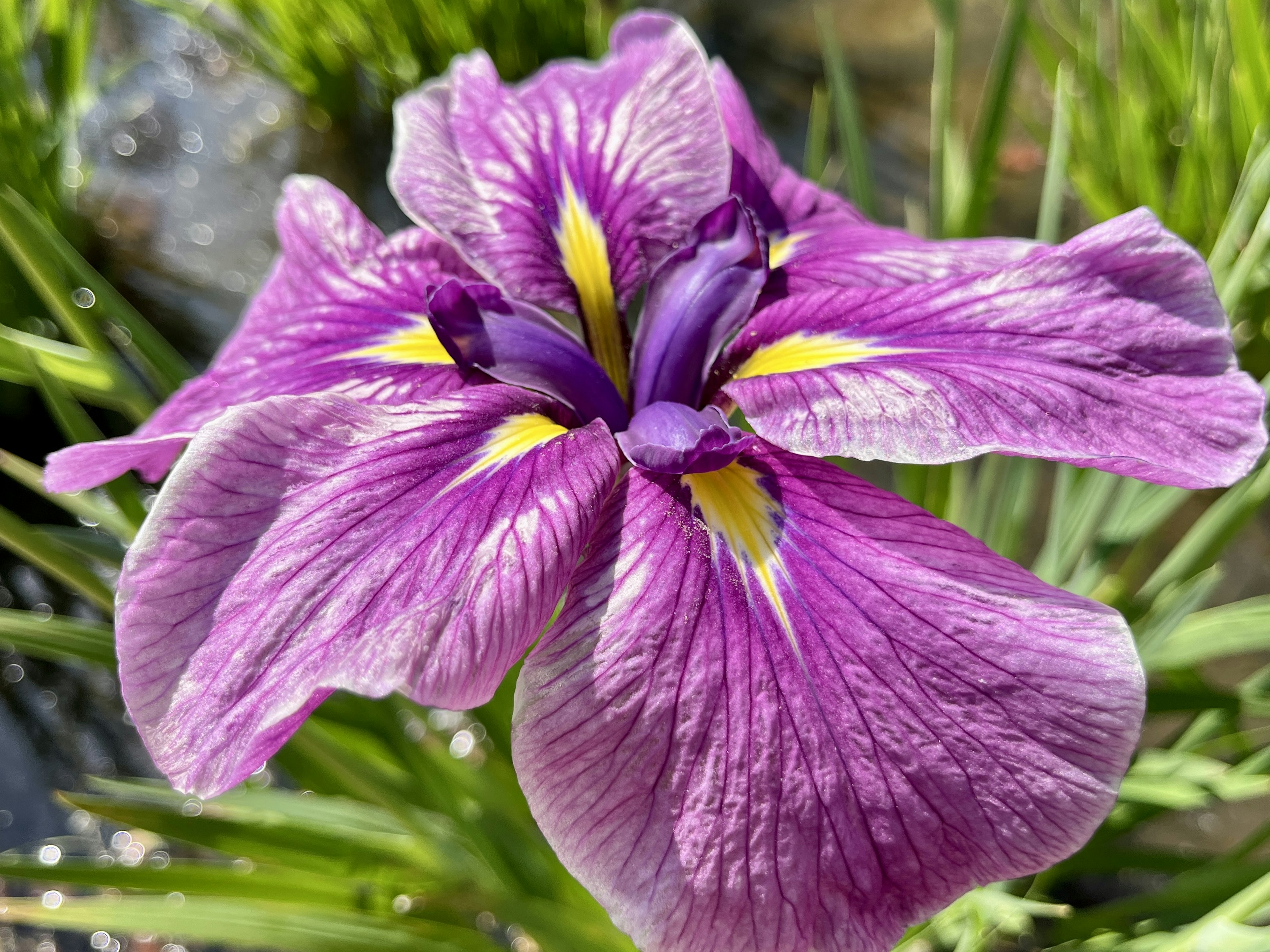 Fiore di iris con petali viola e accenti gialli al centro