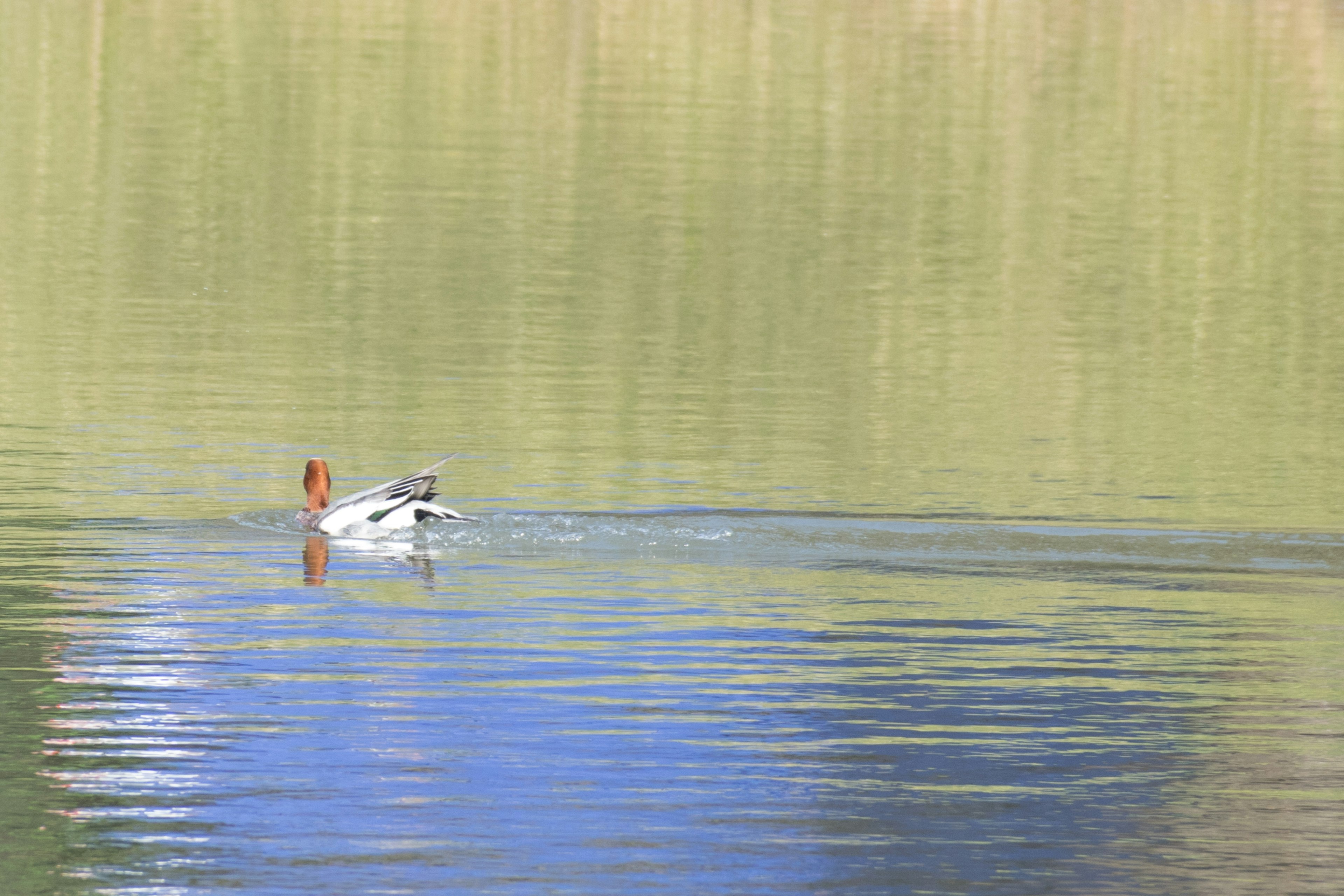 Un canard nageant sur un lac calme avec des reflets