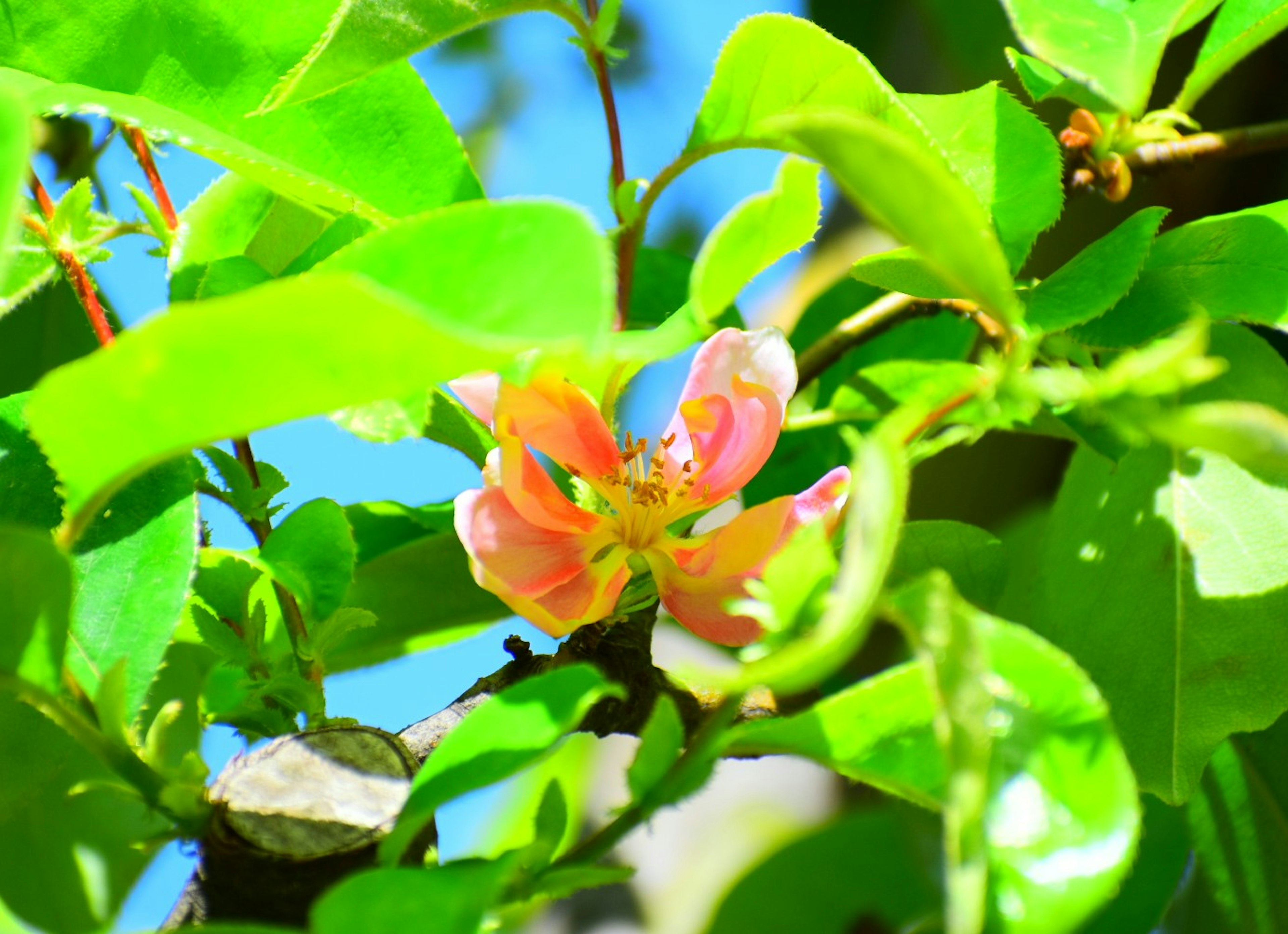 緑の葉の間から見える淡いピンクの花