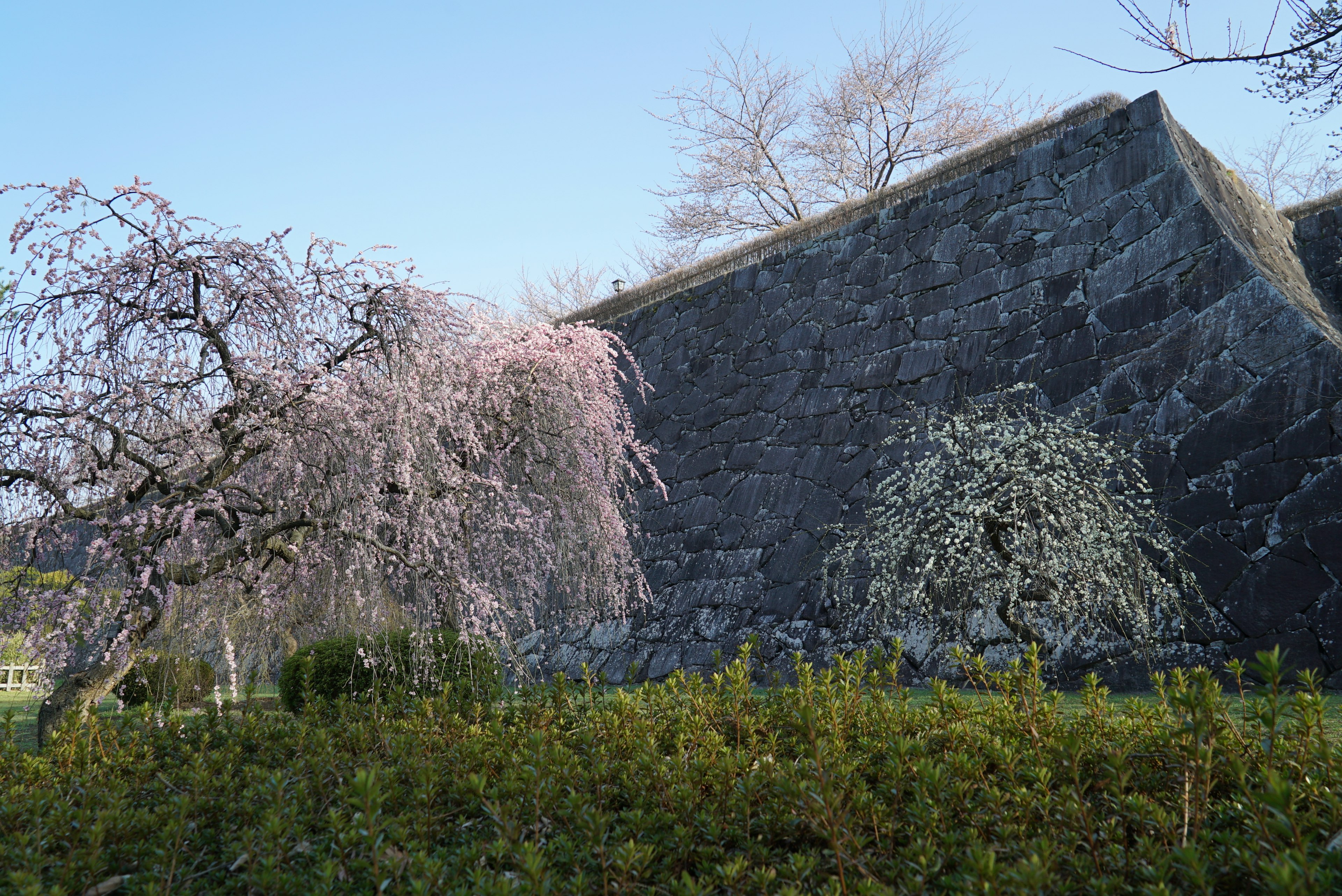 美しい桜の木と古い石壁がある風景