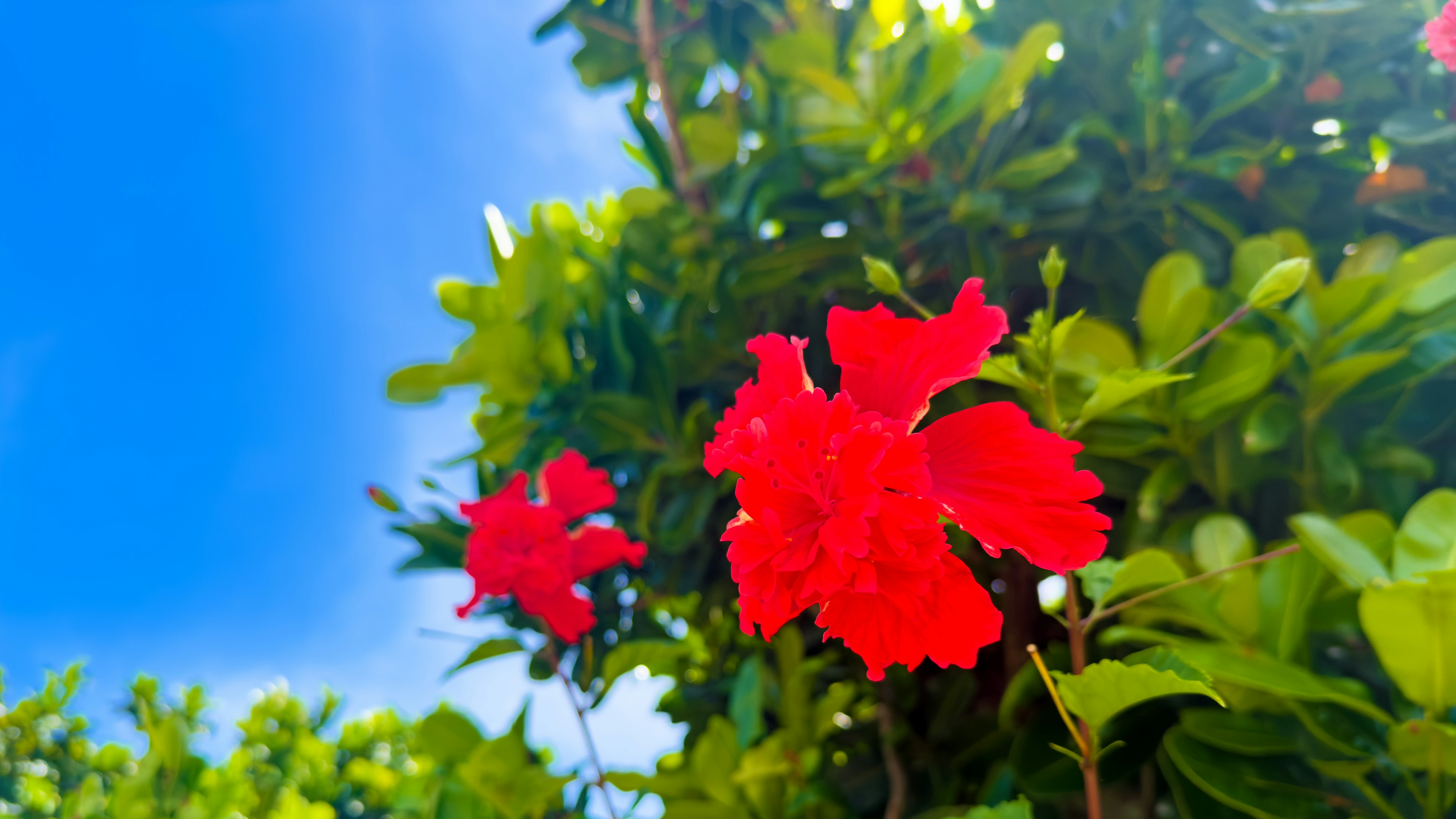 青空の下に鮮やかな赤い花が咲いている緑の植物