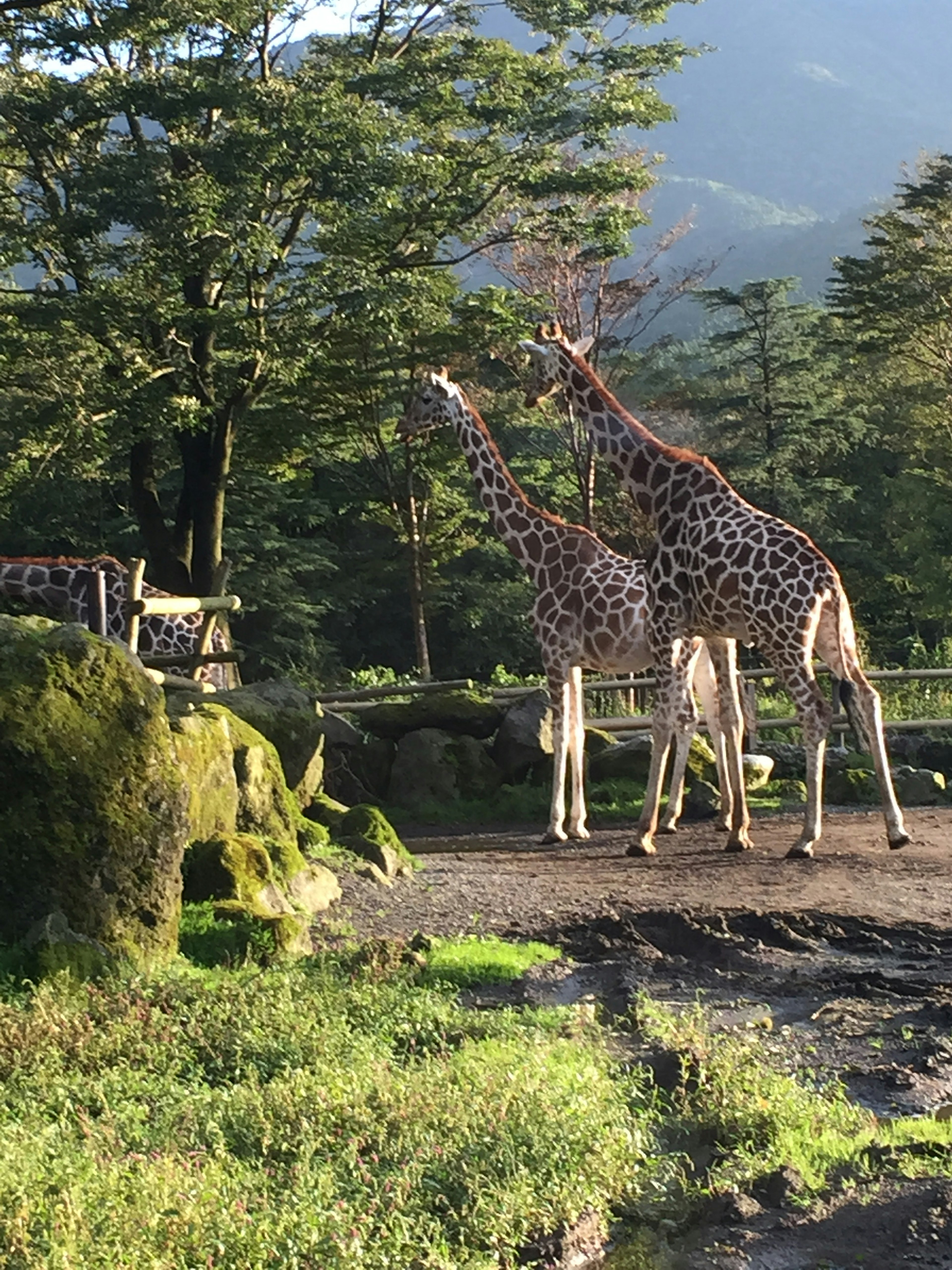 Zwei Giraffen stehen in einer grünen Landschaft mit Bäumen