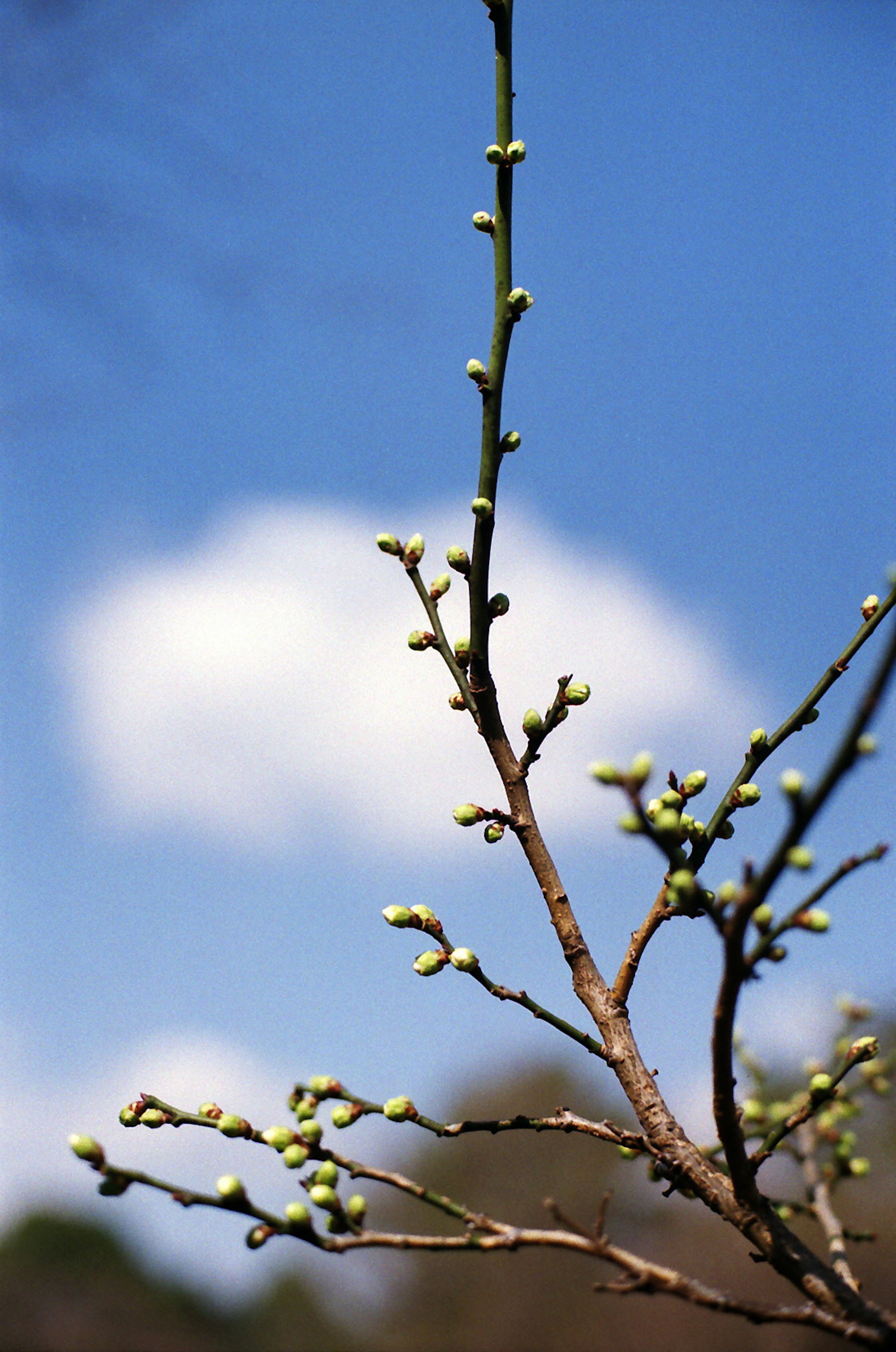 Ein Baumzweig mit Knospen vor blauem Himmel