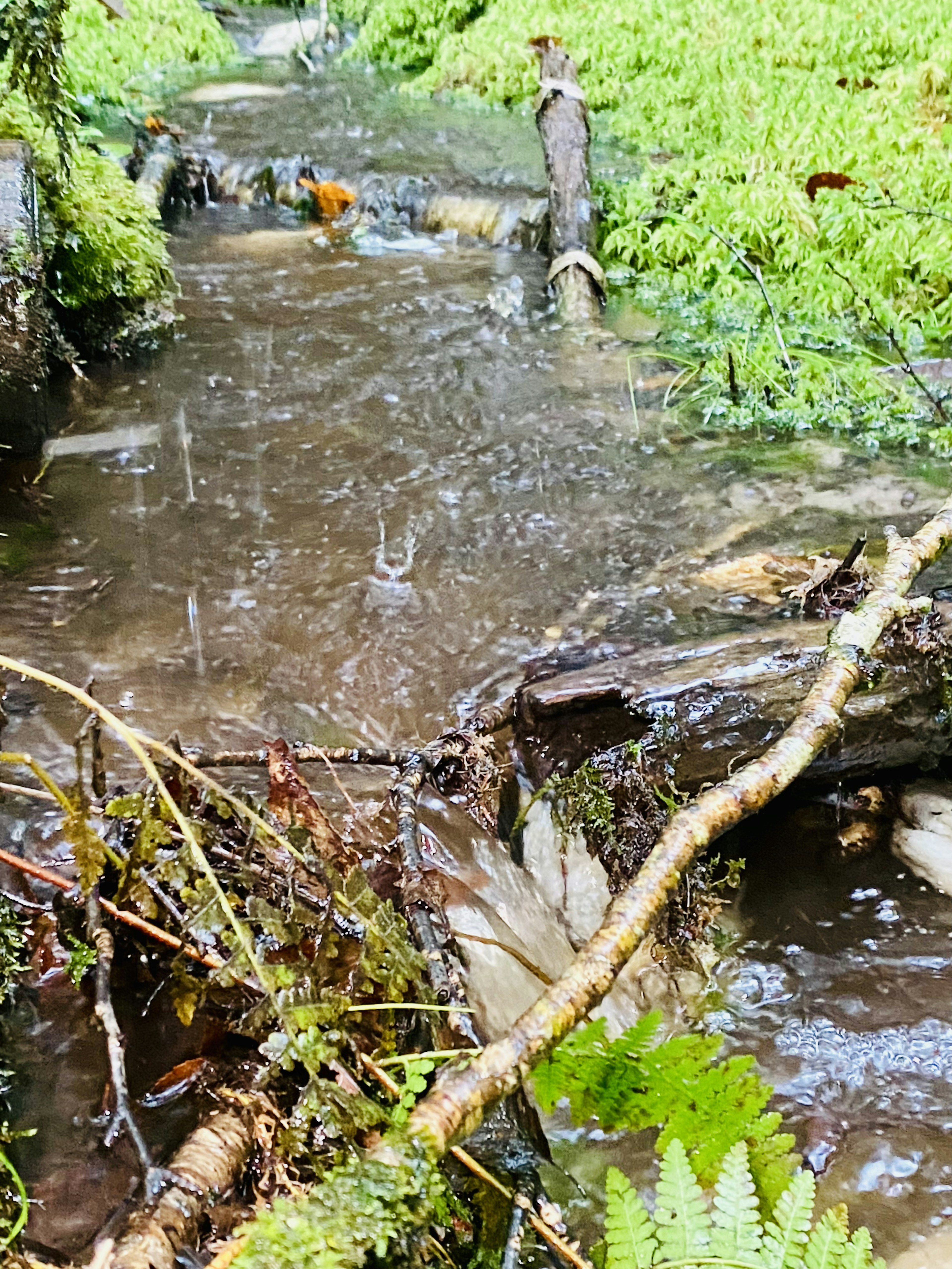 Ein ruhiger Bach umgeben von üppigem grünem Moos und Farnen Regentropfen fallen auf die Wasseroberfläche