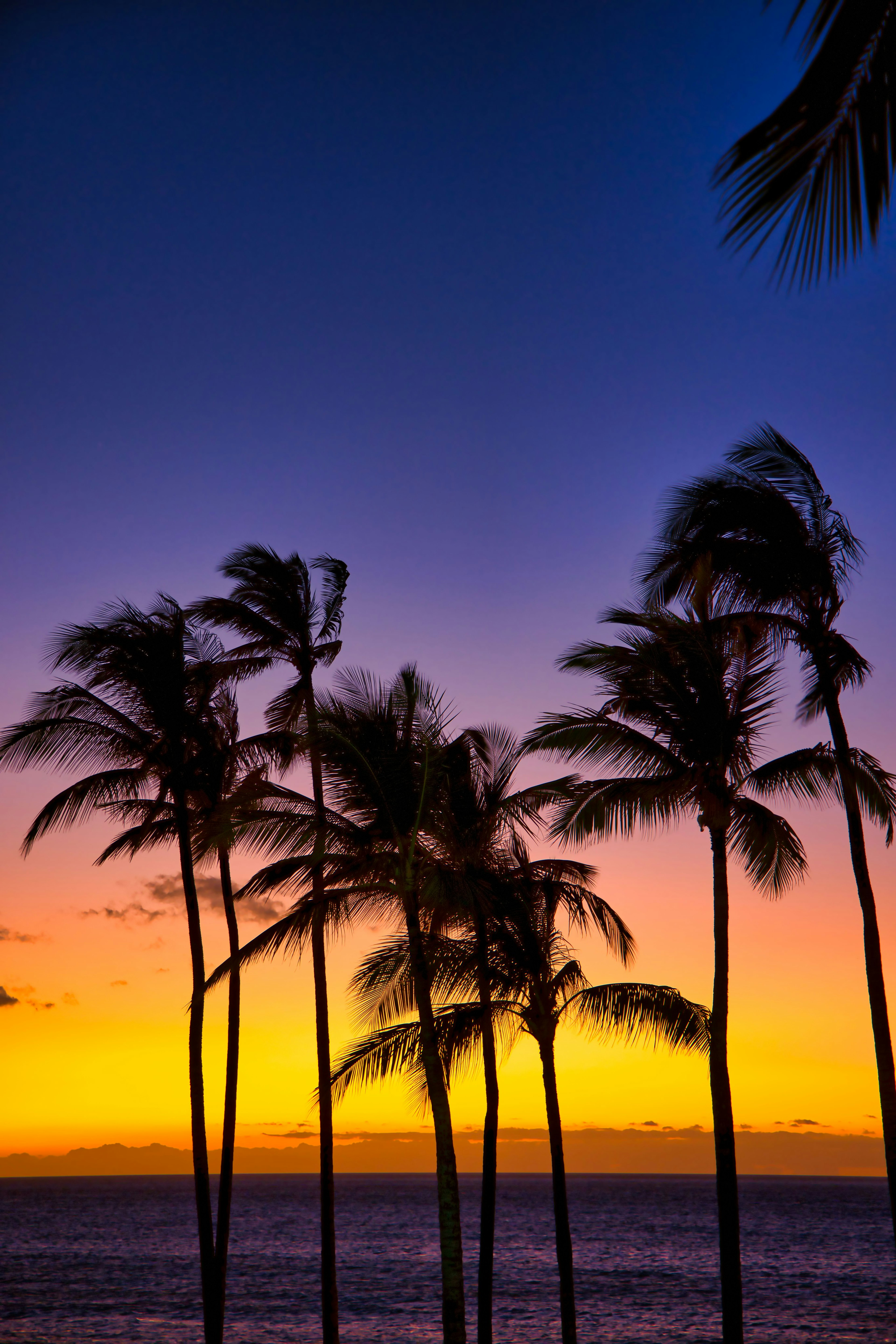 Silhouette of palm trees against a vibrant sunset sky