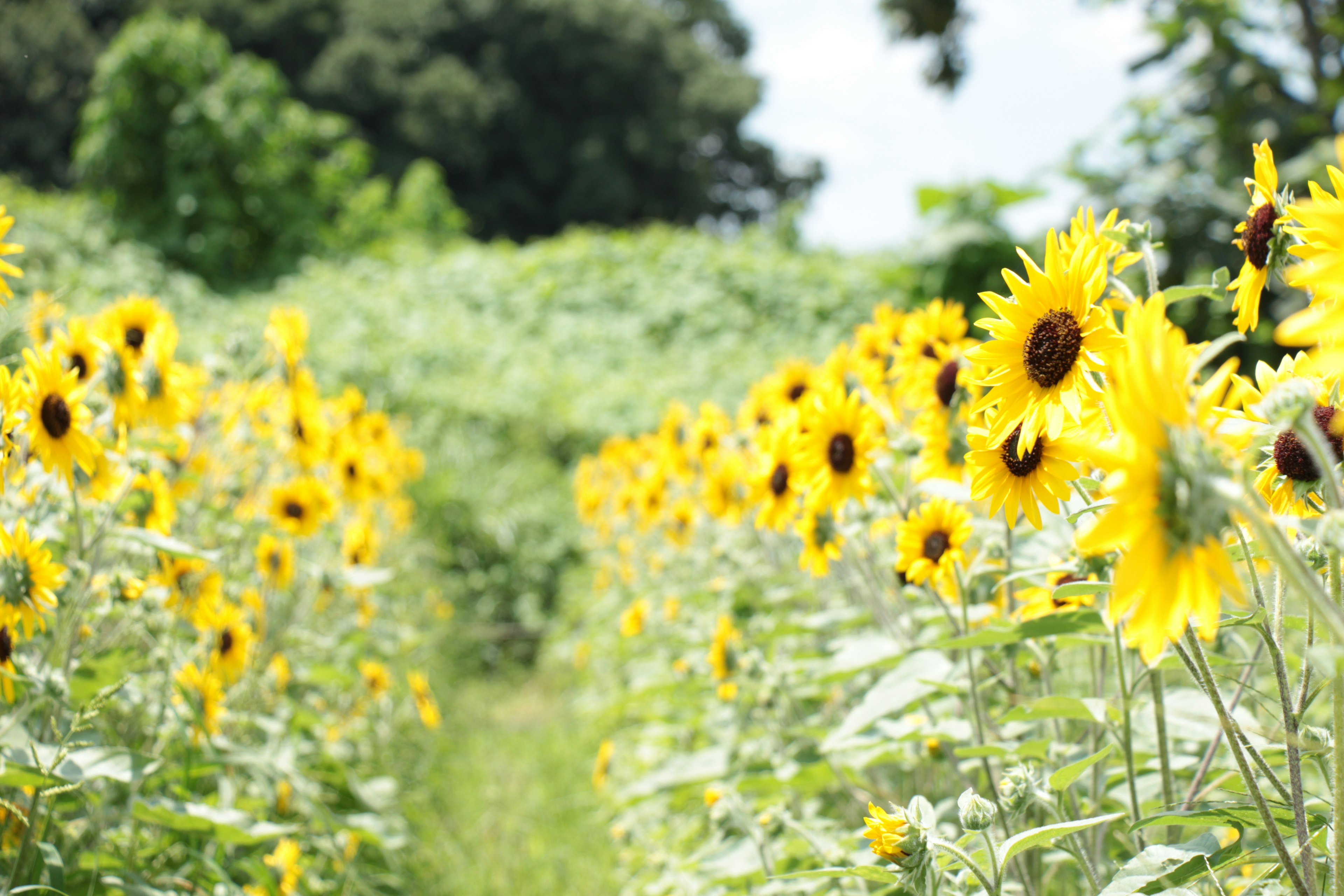 Sendero rodeado de campo de girasoles girasoles amarillos vibrantes en flor