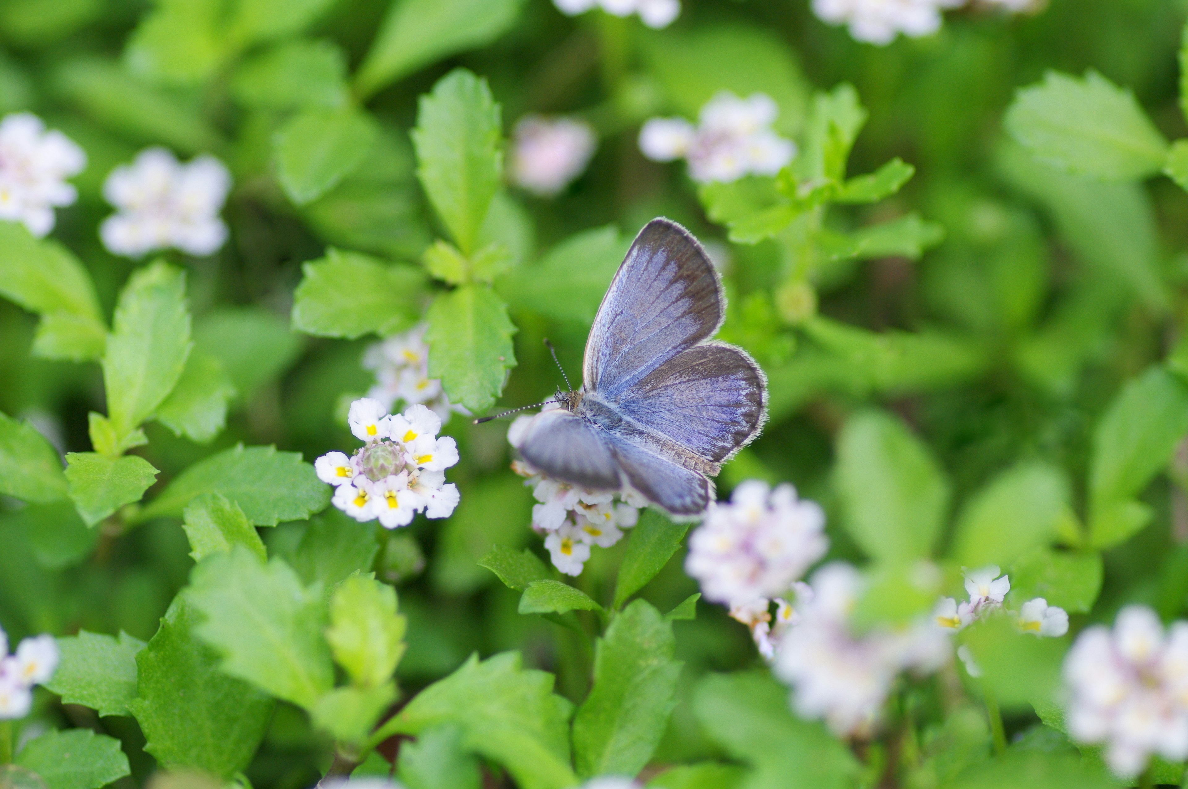 Blauer Schmetterling ruht auf weißen Blumen zwischen grünen Blättern