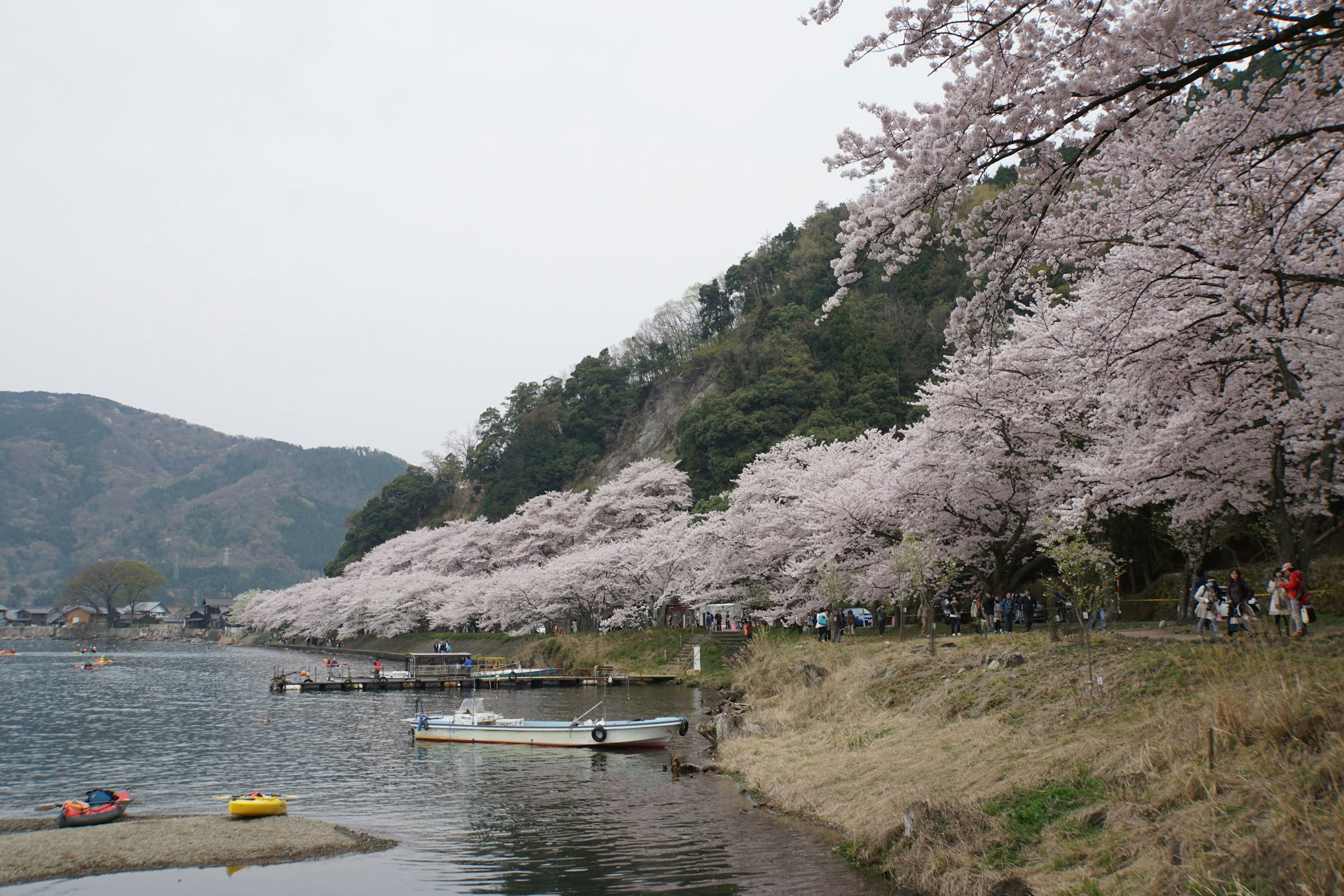 Vue pittoresque d'arbres en fleurs le long d'une rivière avec des gens profitant de l'extérieur