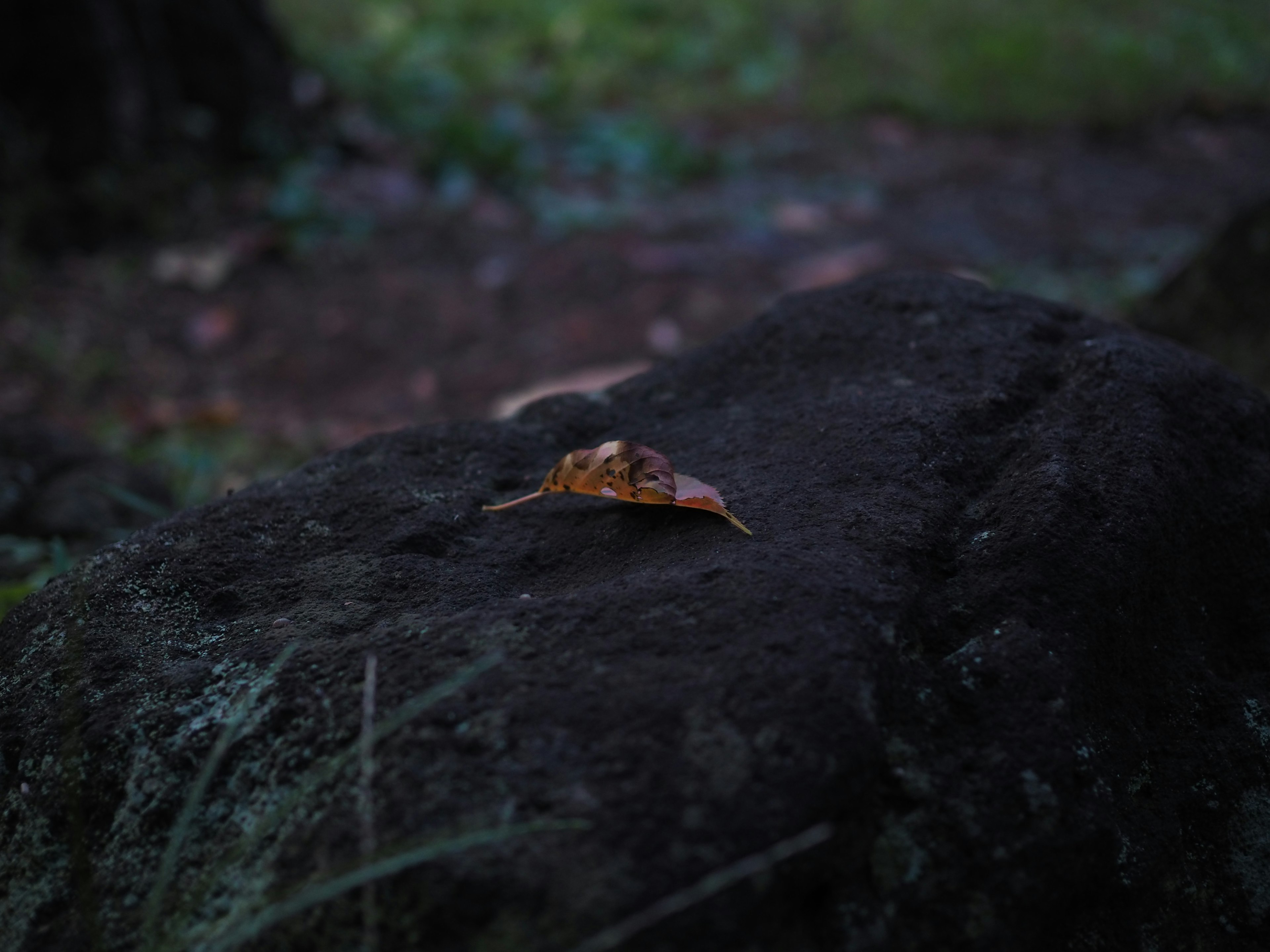 Brown leaf resting on a small rock in a dark forest setting