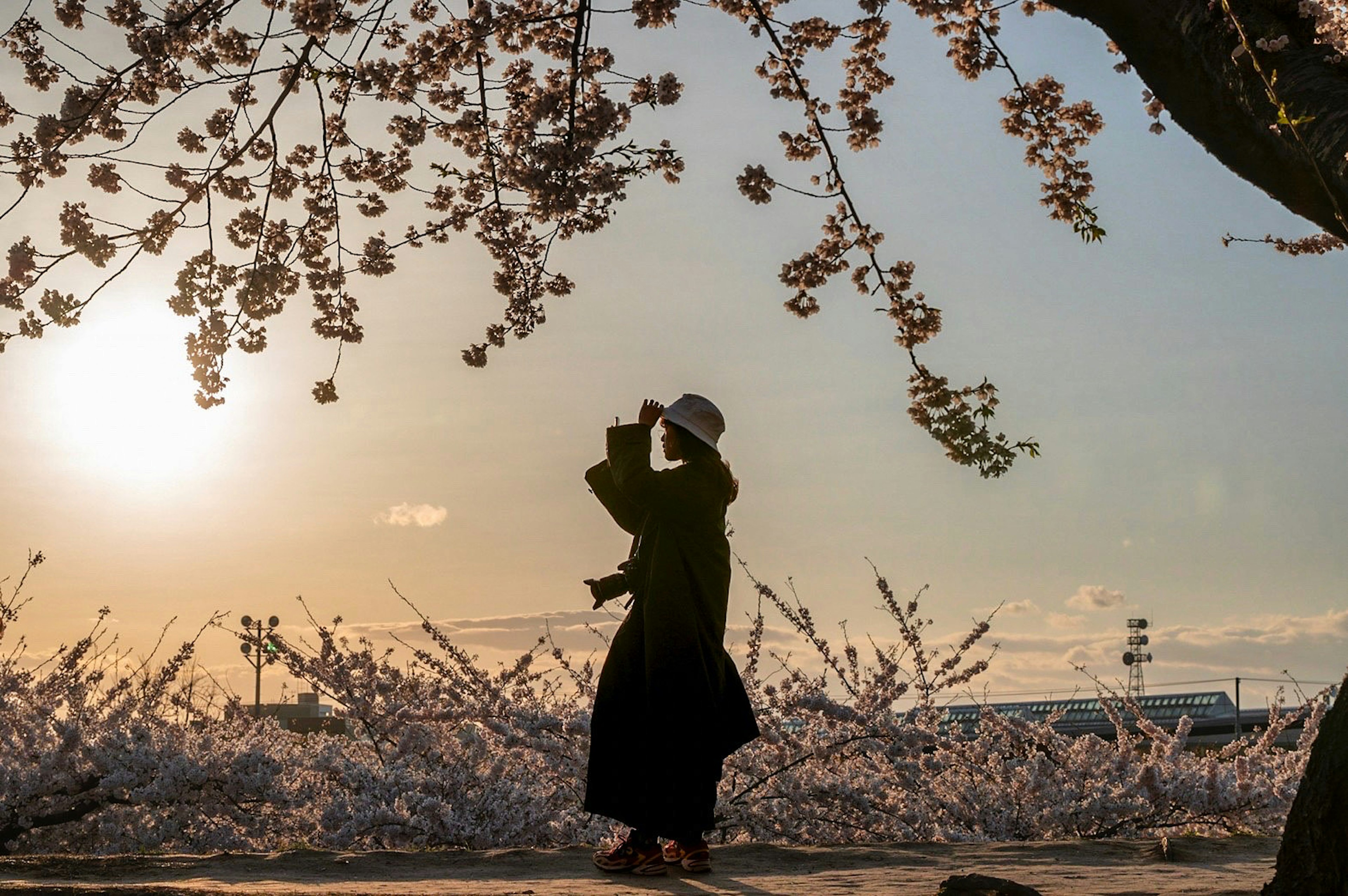 Silhouette einer Person, die unter einem Kirschbaum mit Sonnenuntergang im Hintergrund posiert