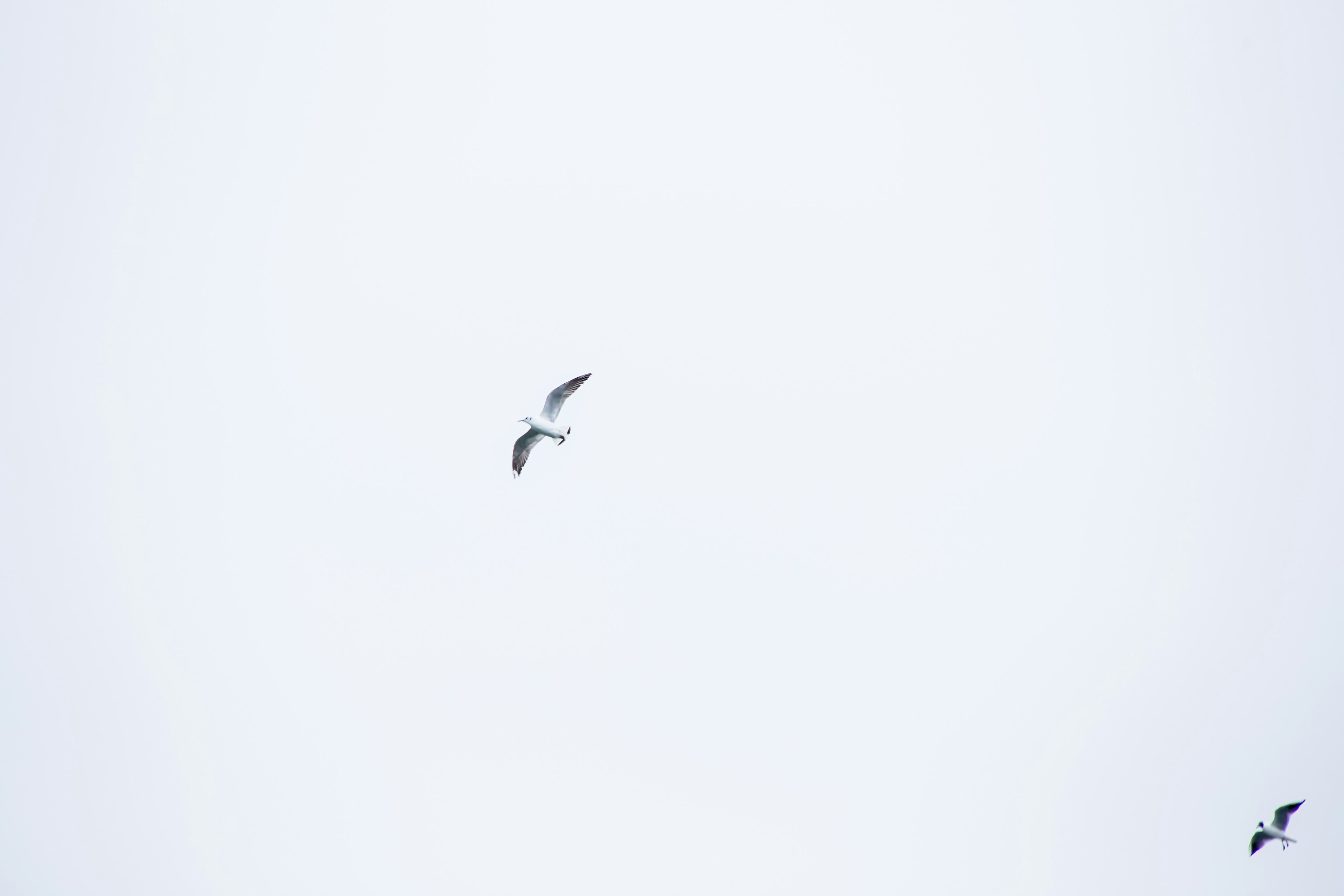 Silhouette of a bird flying against a white sky