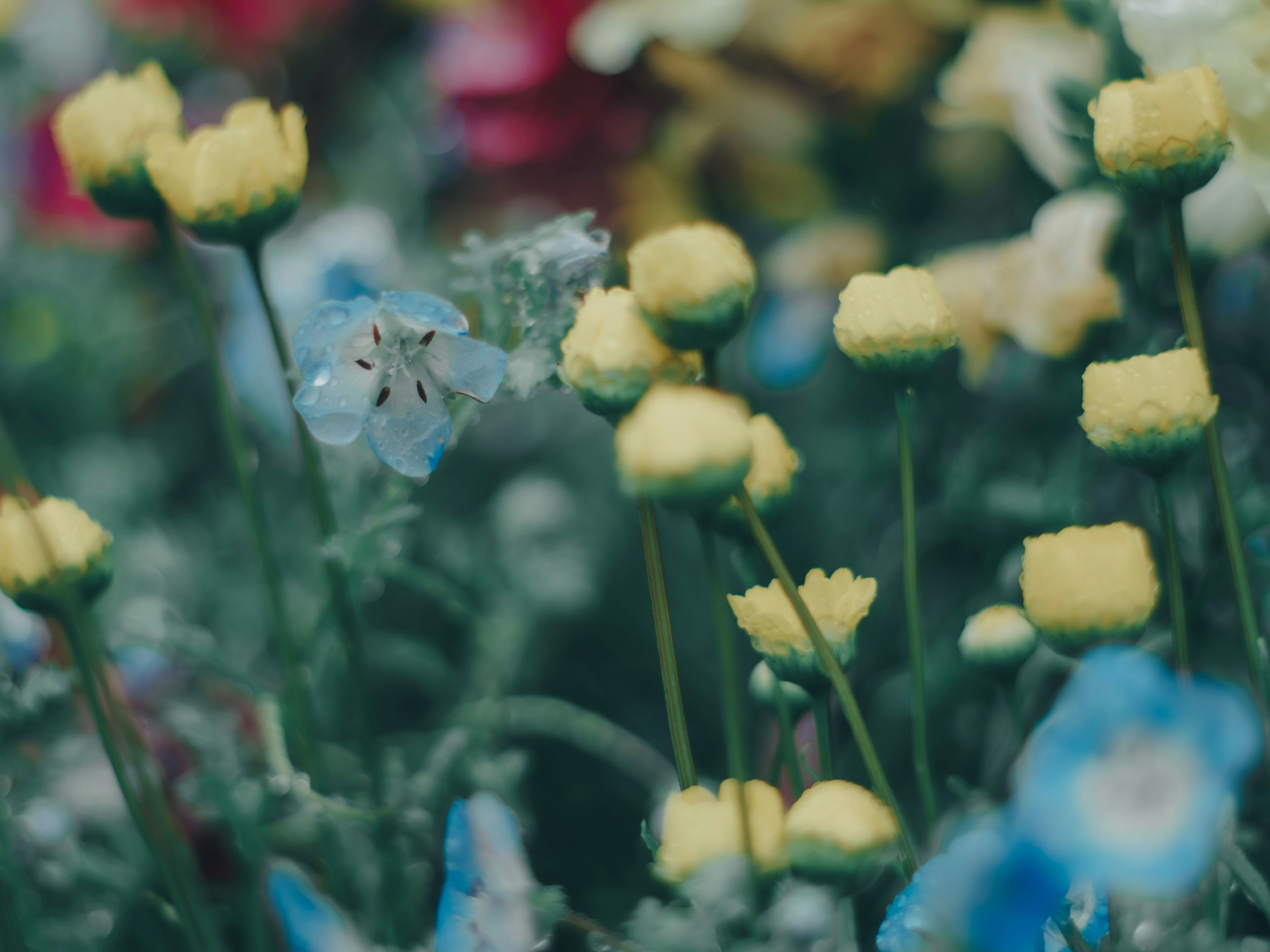 Champ de fleurs colorées avec des fleurs jaunes et bleues