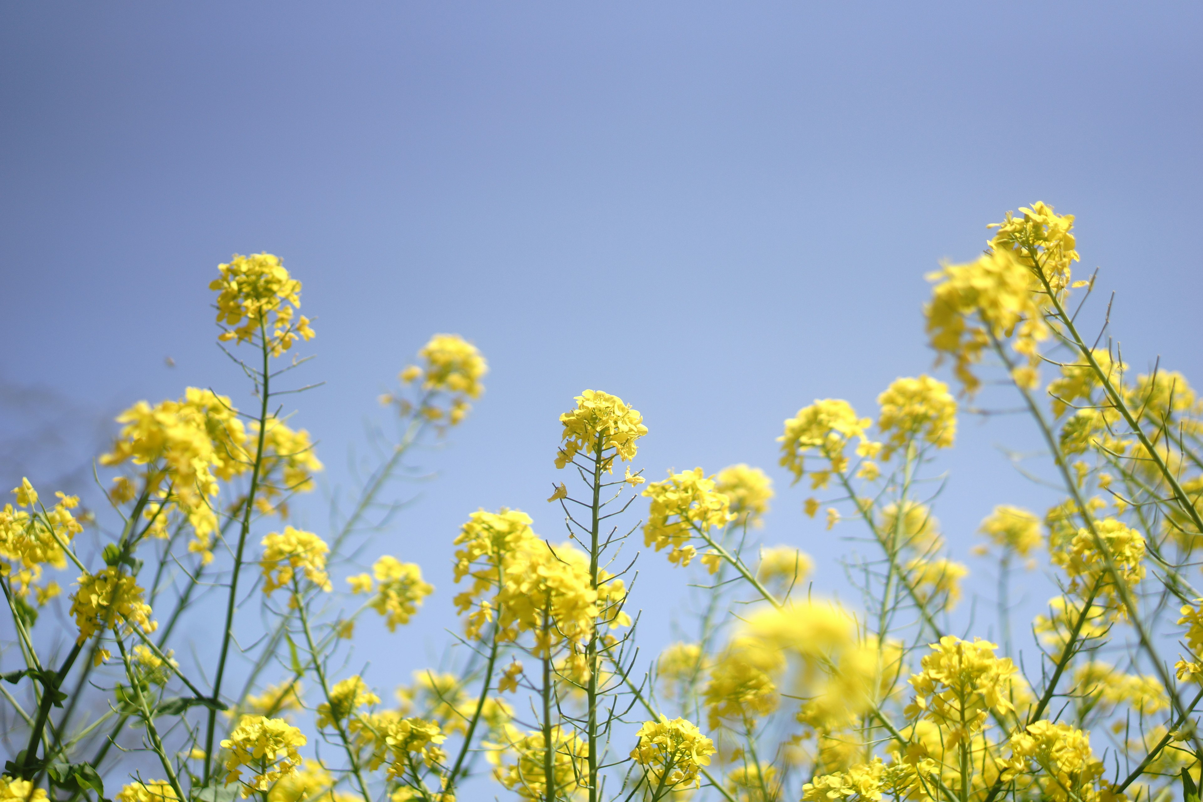 Haufen gelber Blumen unter einem blauen Himmel