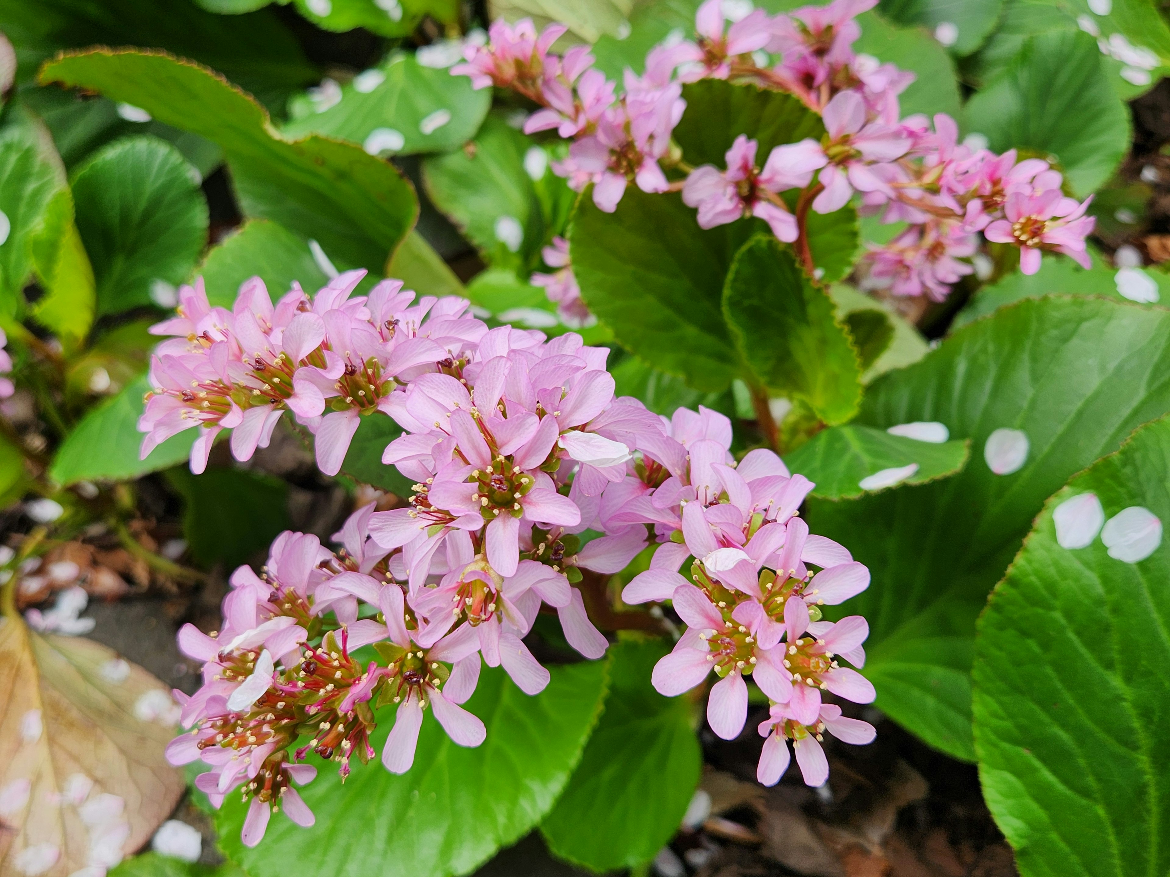 Nahaufnahme einer Pflanze mit rosa Blumen und grünen Blättern