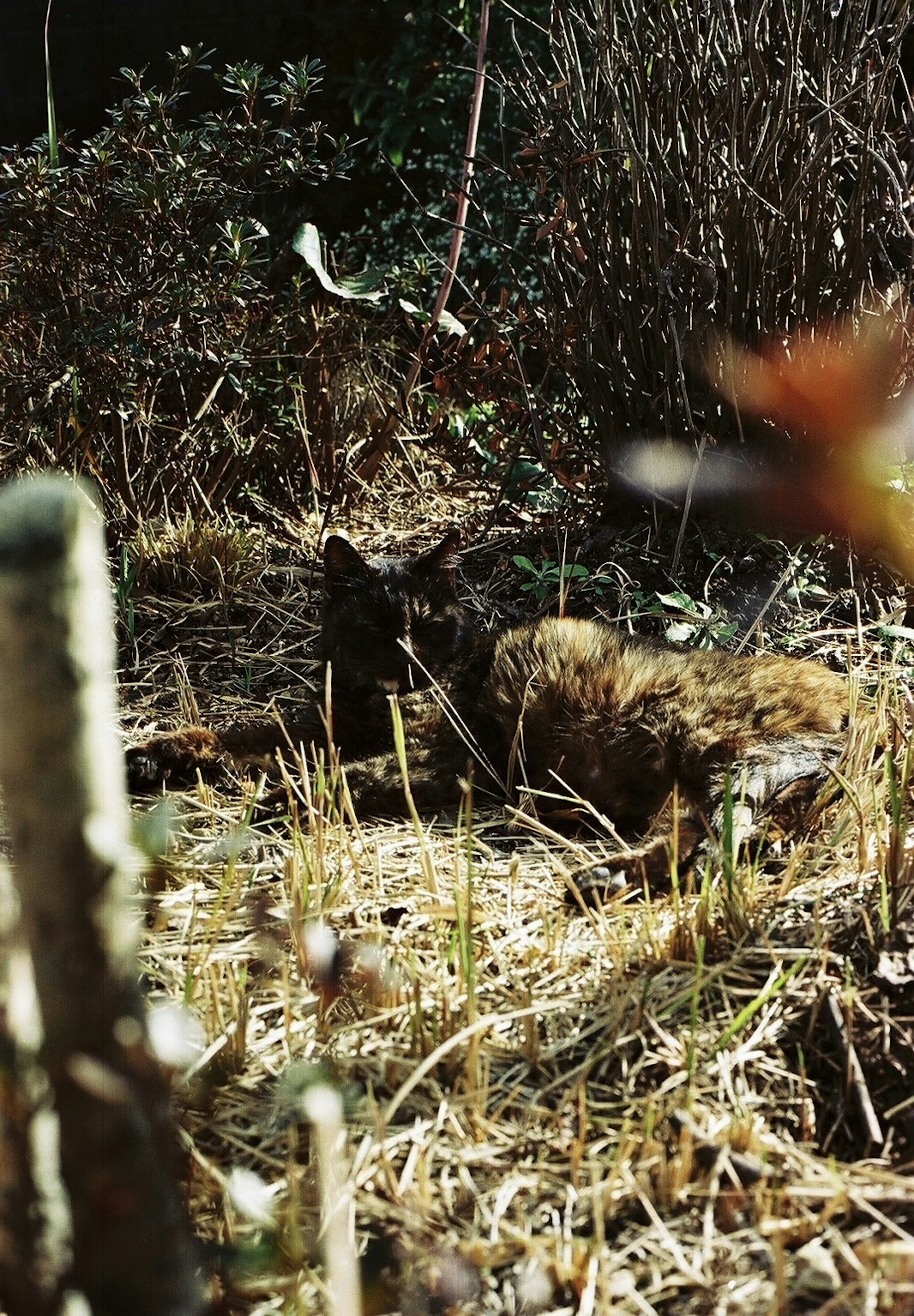 Eine braune Katze, die sich im Gras und Laub versteckt