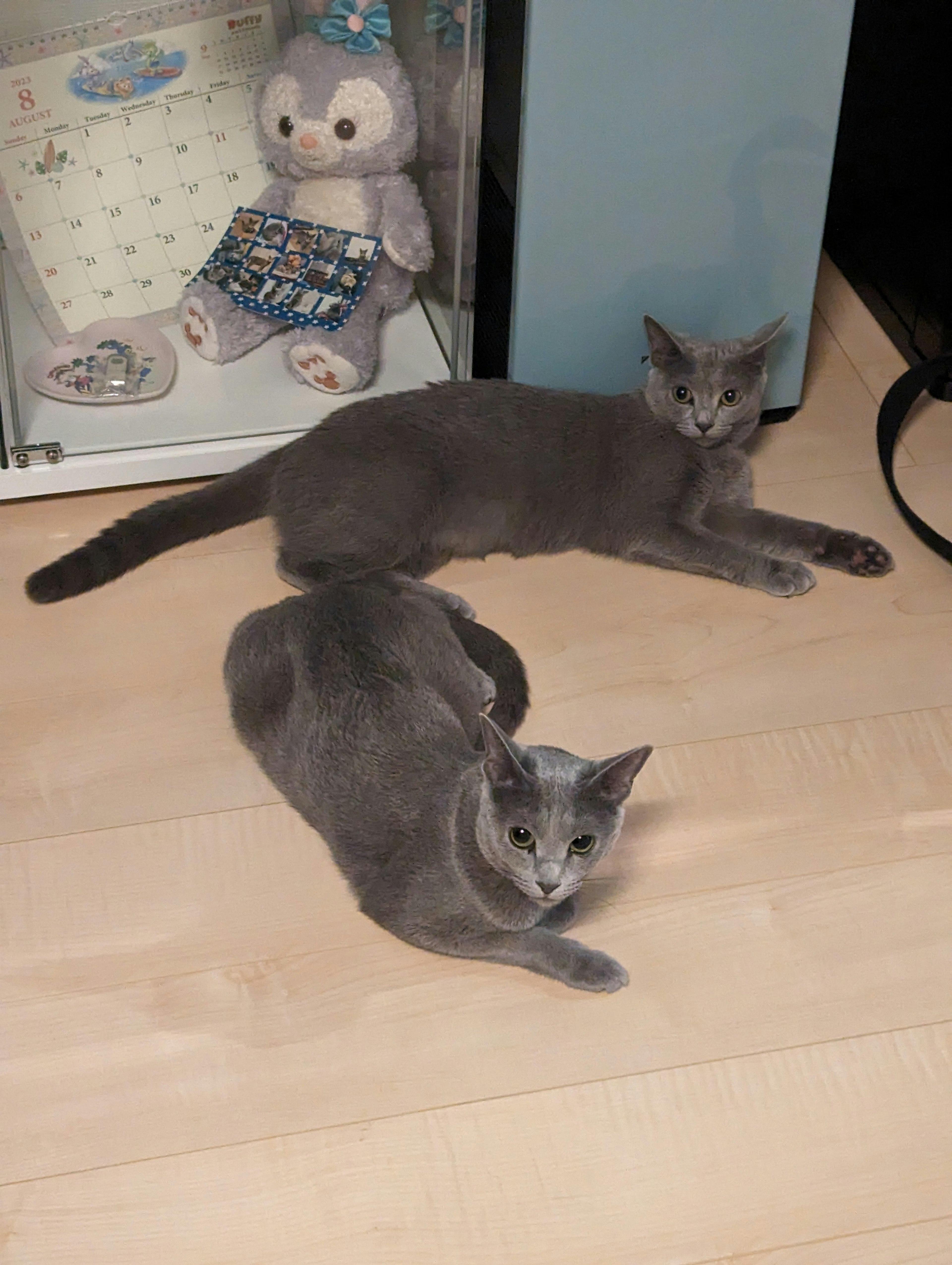 Two gray cats lying on the floor with a stuffed animal in the background