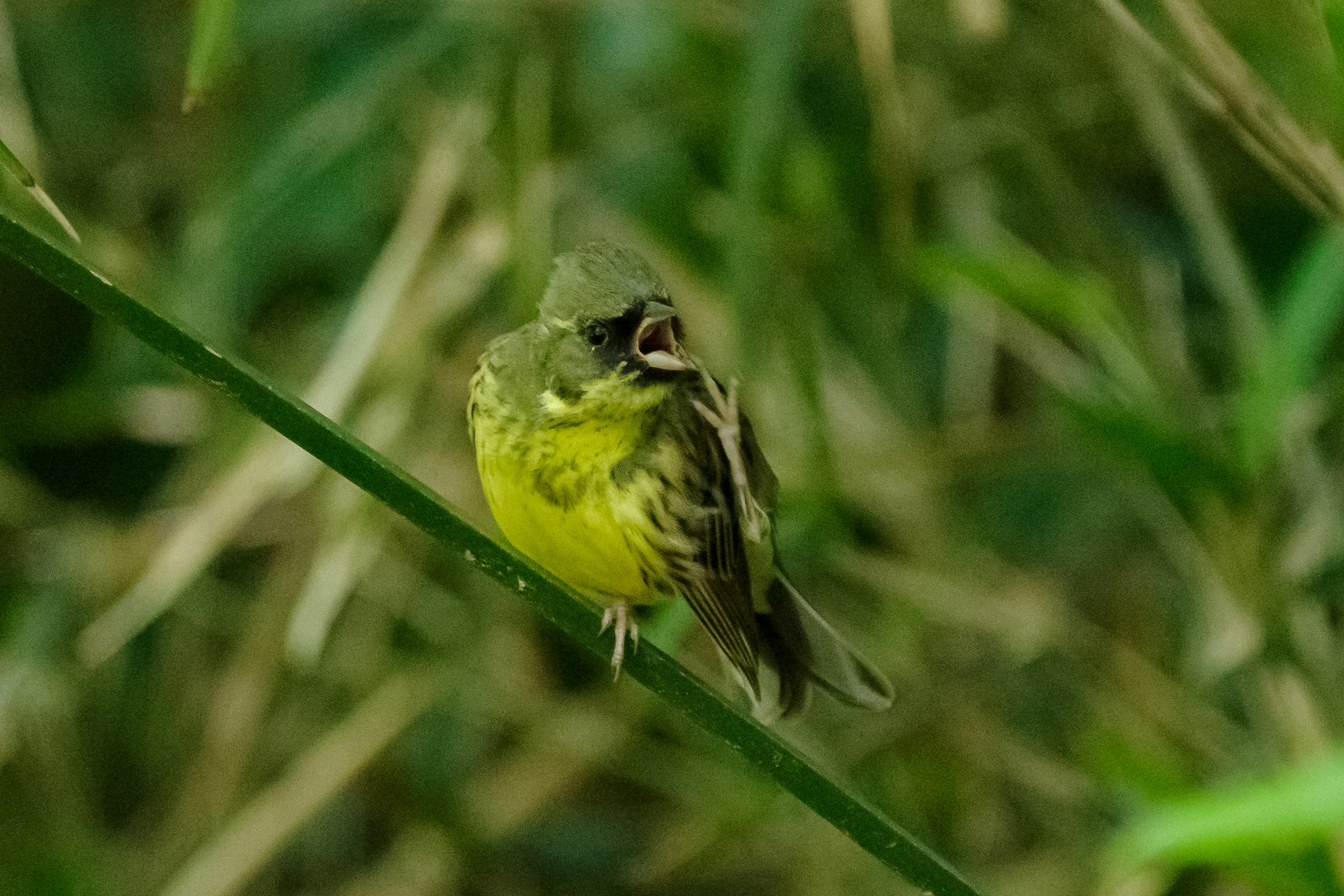 緑色の小鳥が茎に止まっている