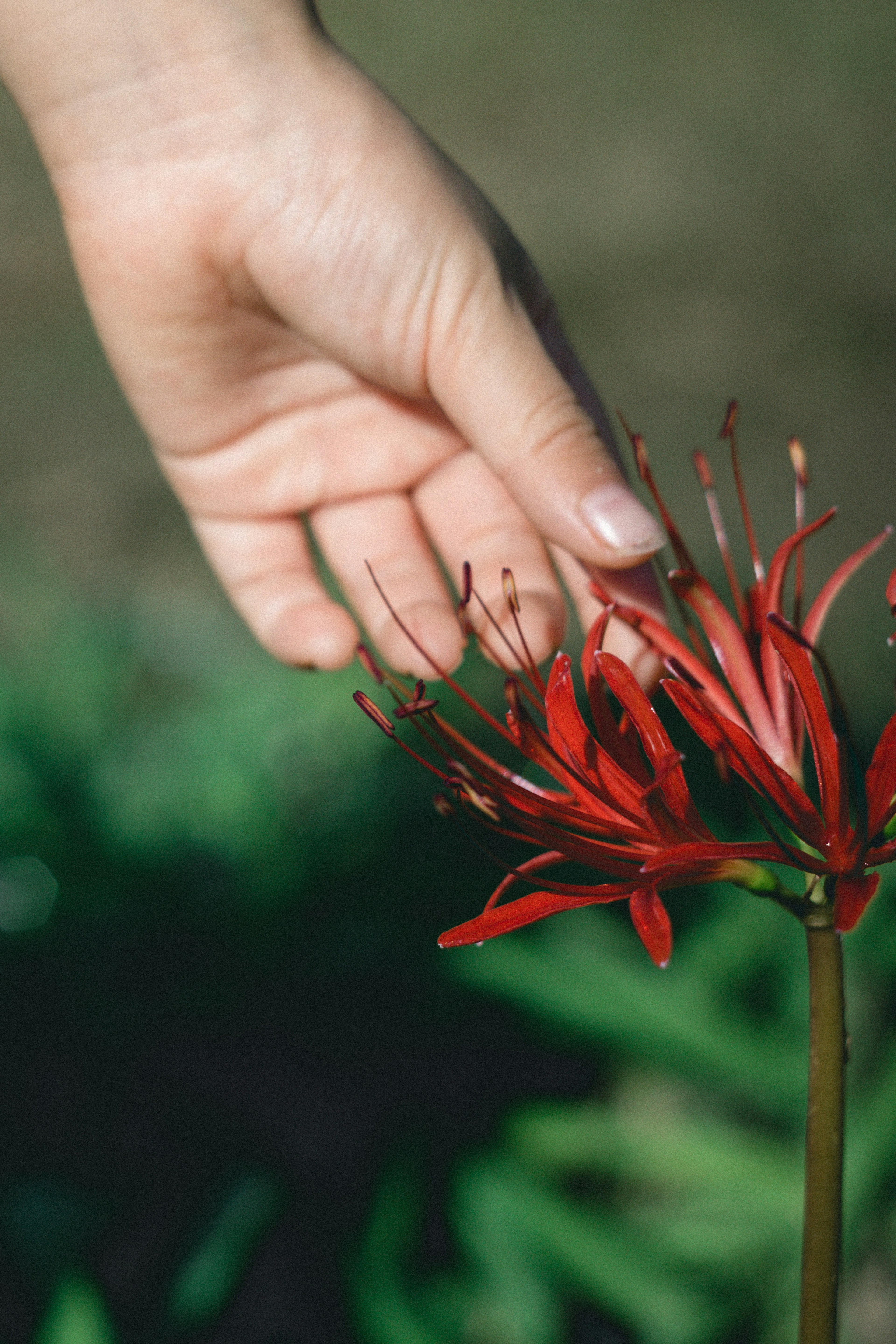 Primer plano de una mano tocando una flor roja con un fondo verde