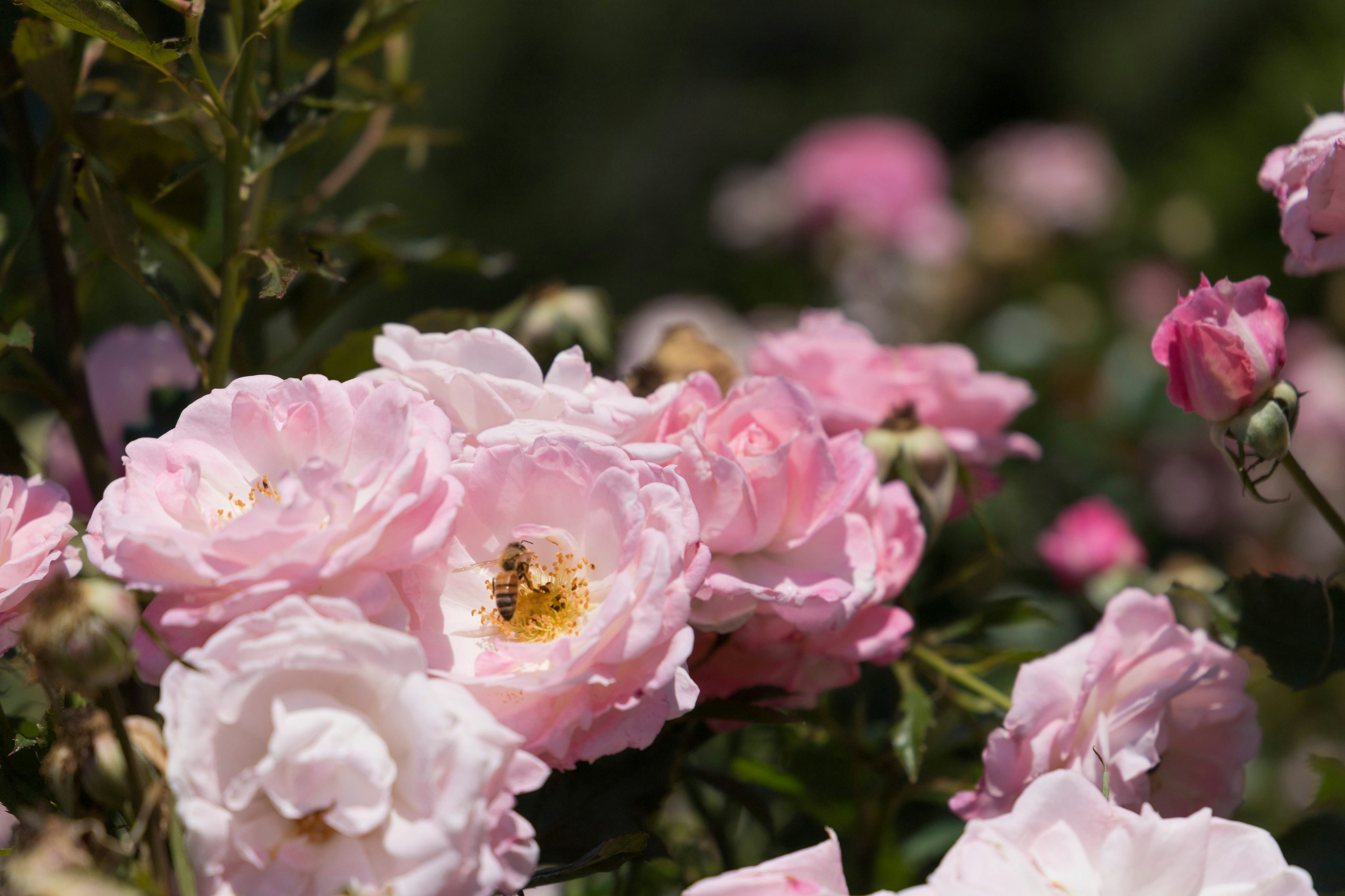 Ein Cluster von rosa Rosen in voller Blüte