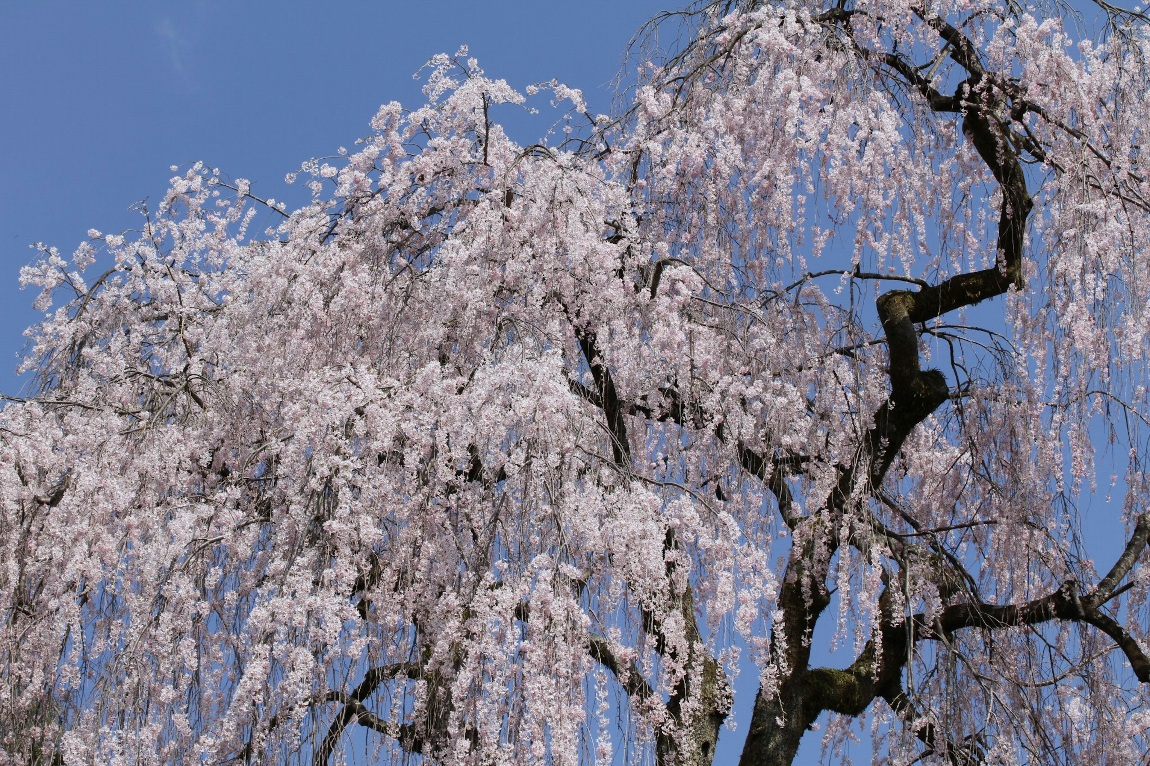 Fleurs de cerisier pleureur en pleine floraison sous un ciel bleu