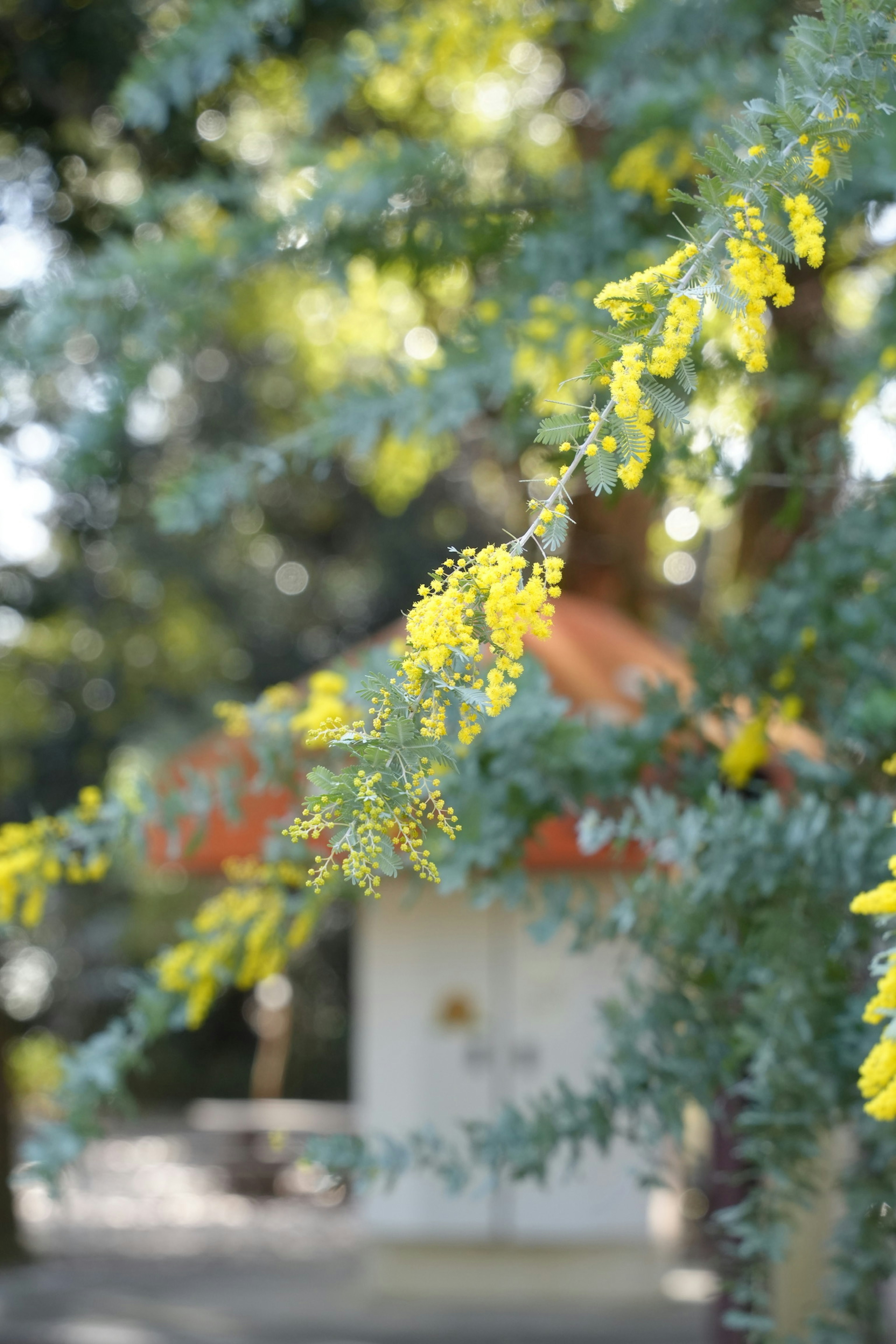 Branch with yellow flowers and blurred building in the background