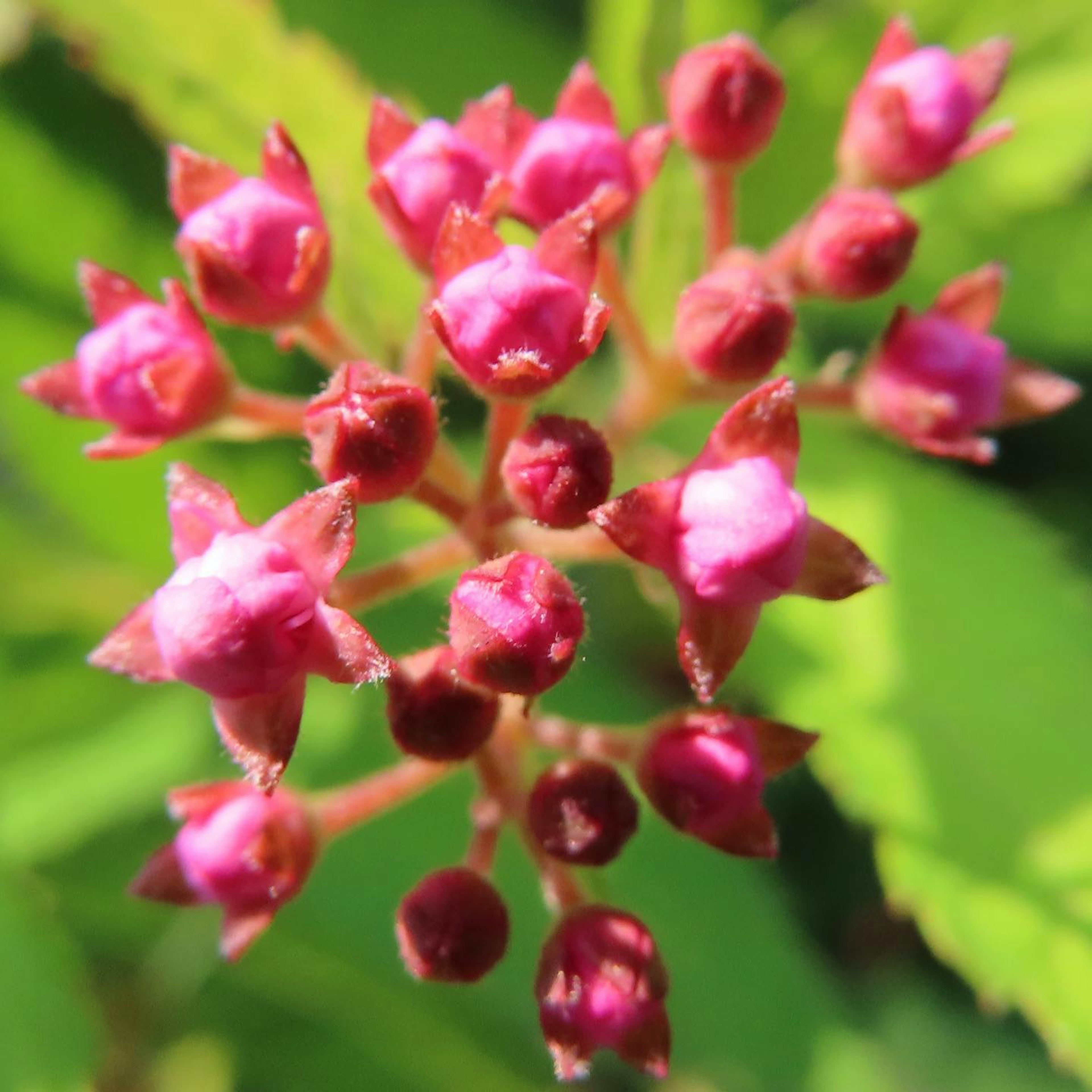 Primo piano di una pianta con boccioli di fiori rosa vivaci