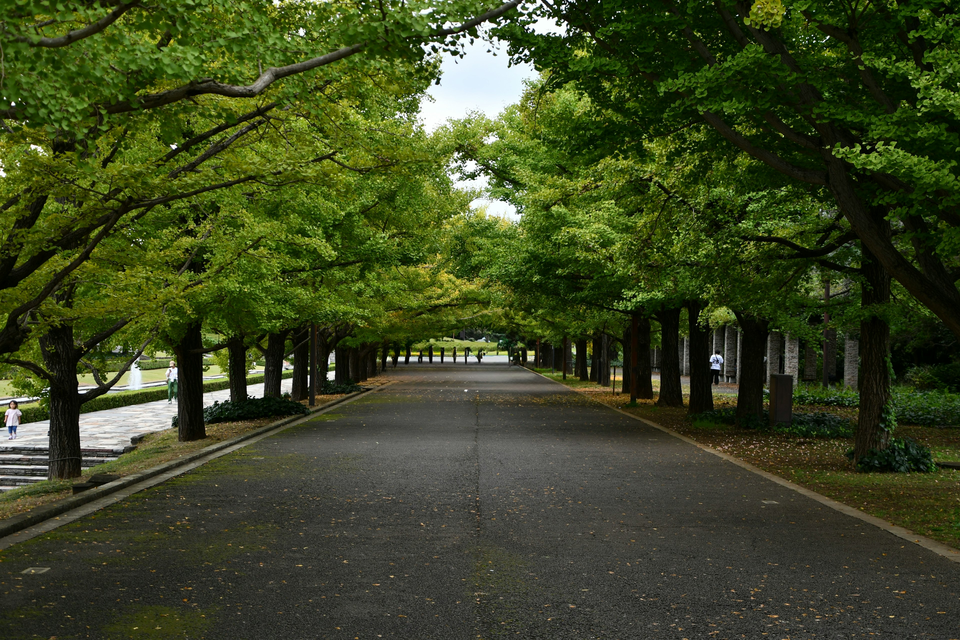 Quiet pathway flanked by lush green trees