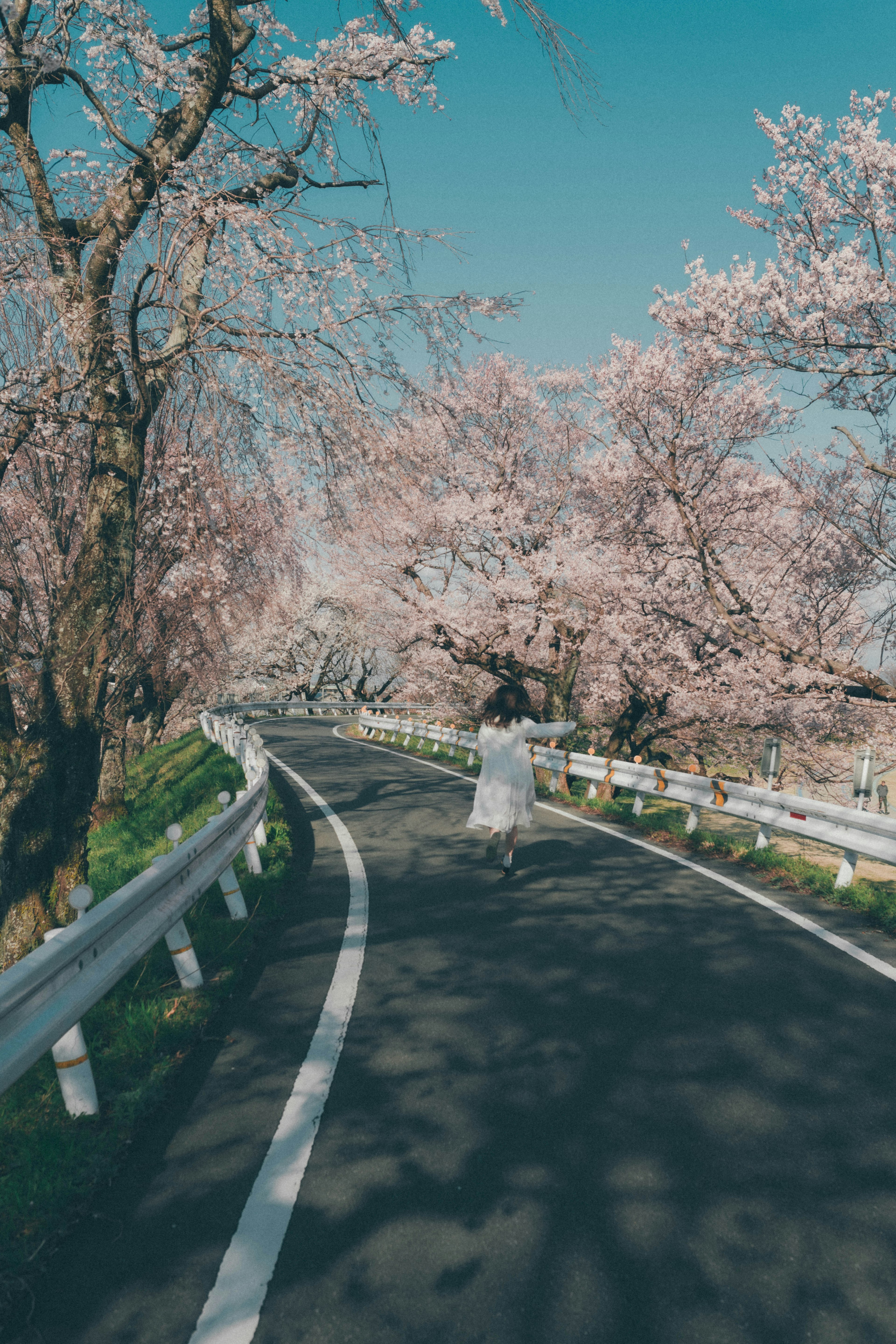 A woman walking along a road lined with cherry blossom trees