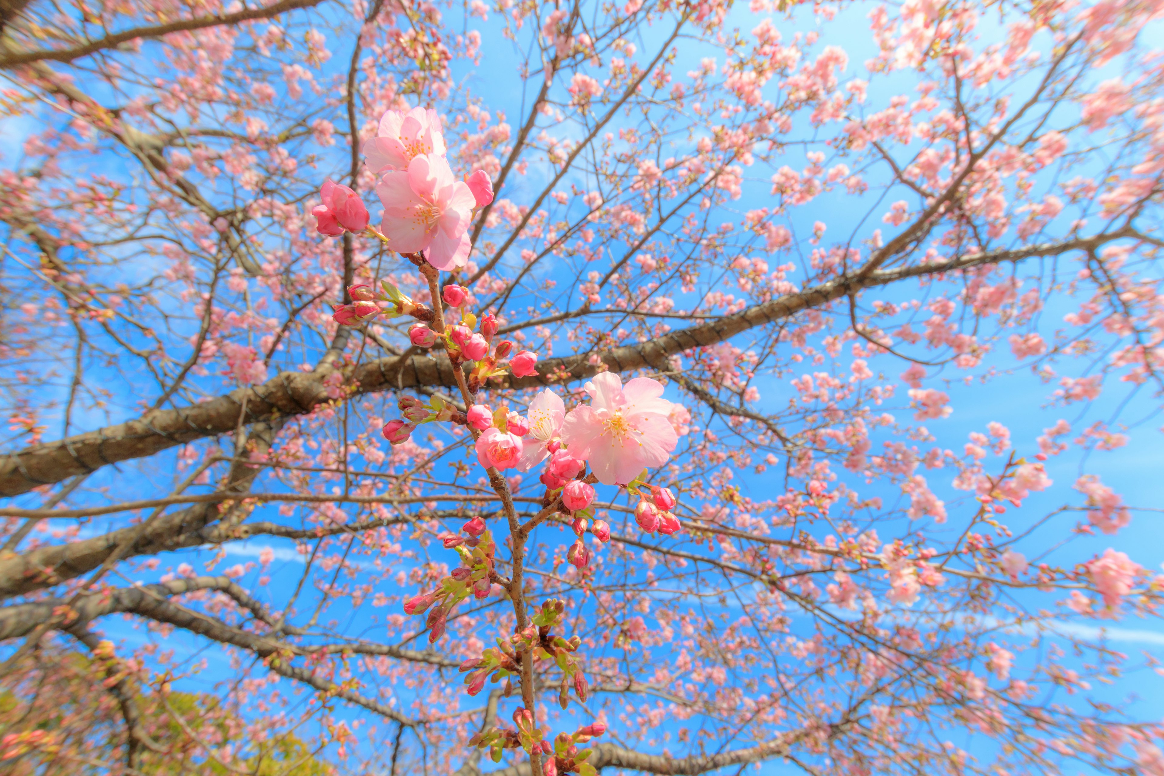 Nahaufnahme von Kirschbaumzweigen mit rosa Blüten vor blauem Himmel