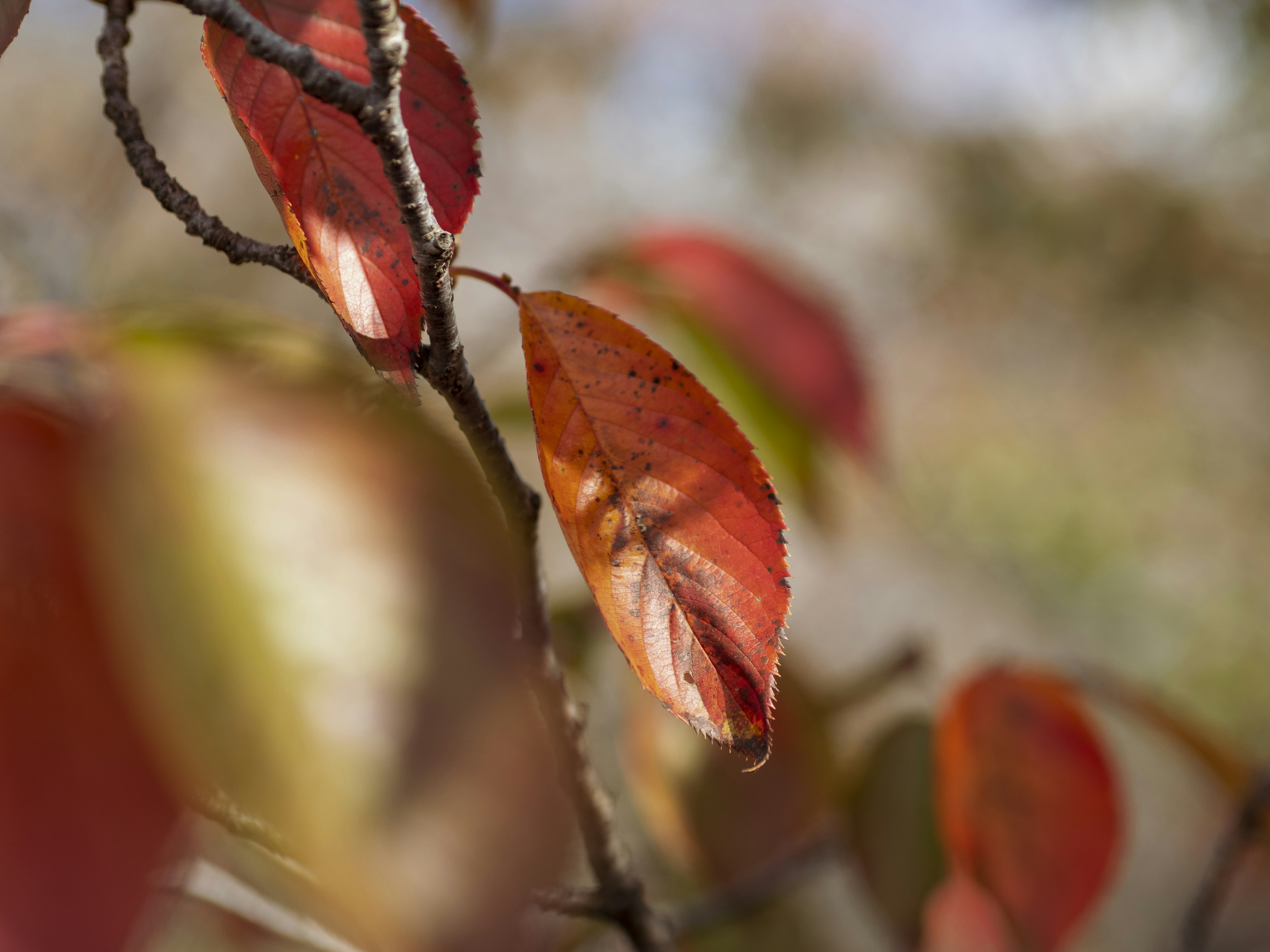 特寫鏡頭展示紅色和橙色的葉子