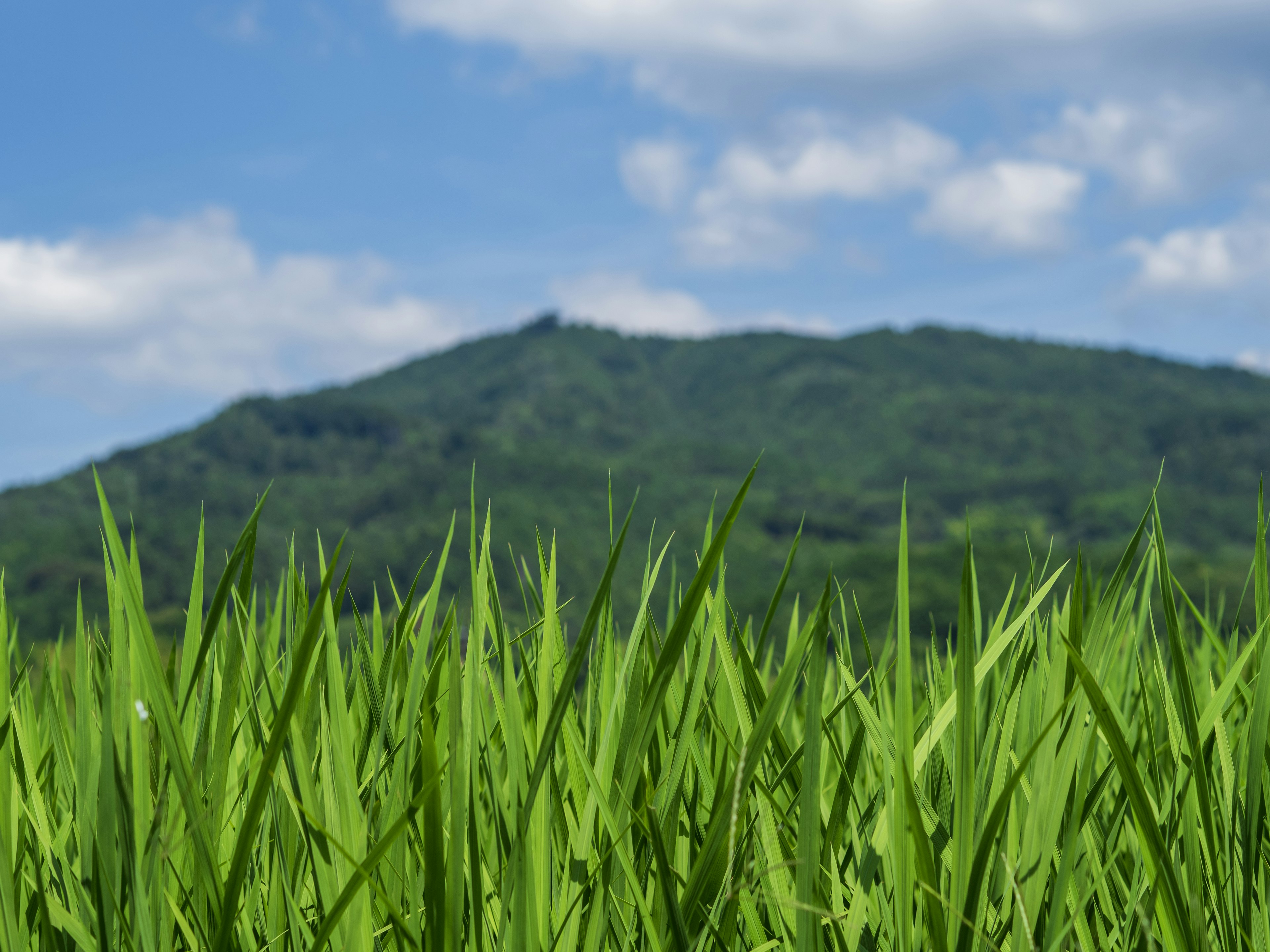 Campo di riso verde rigoglioso con una montagna in lontananza