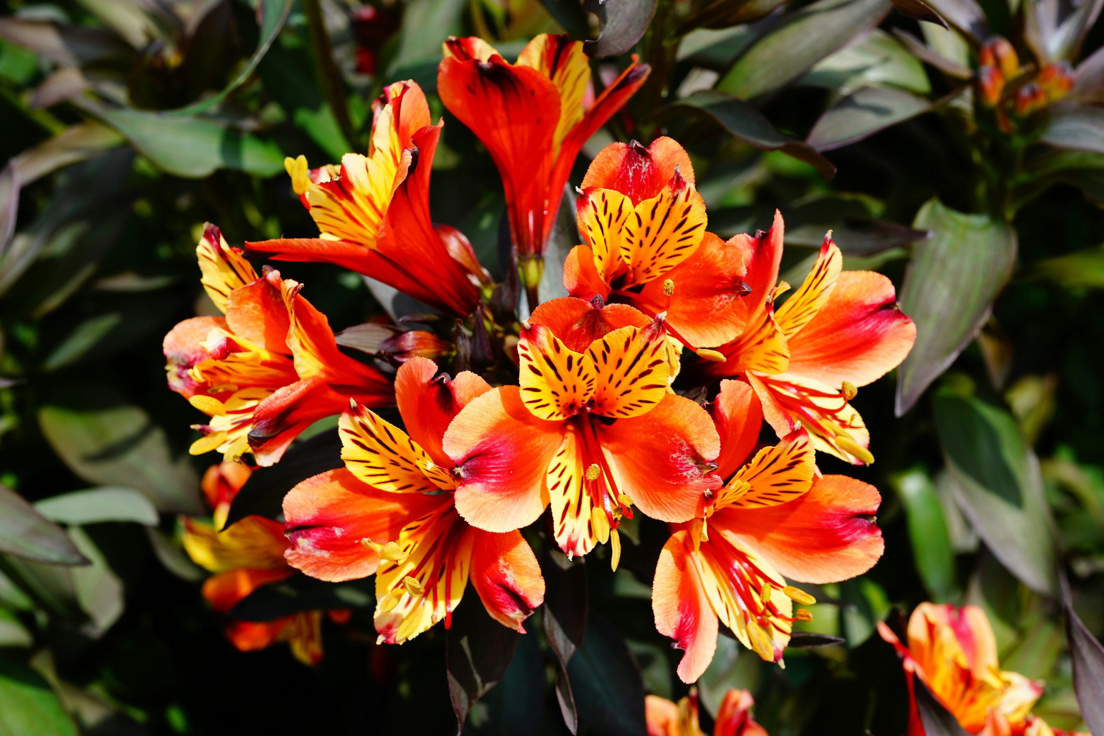 Gros plan de fleurs orange et jaunes vibrantes en pleine floraison