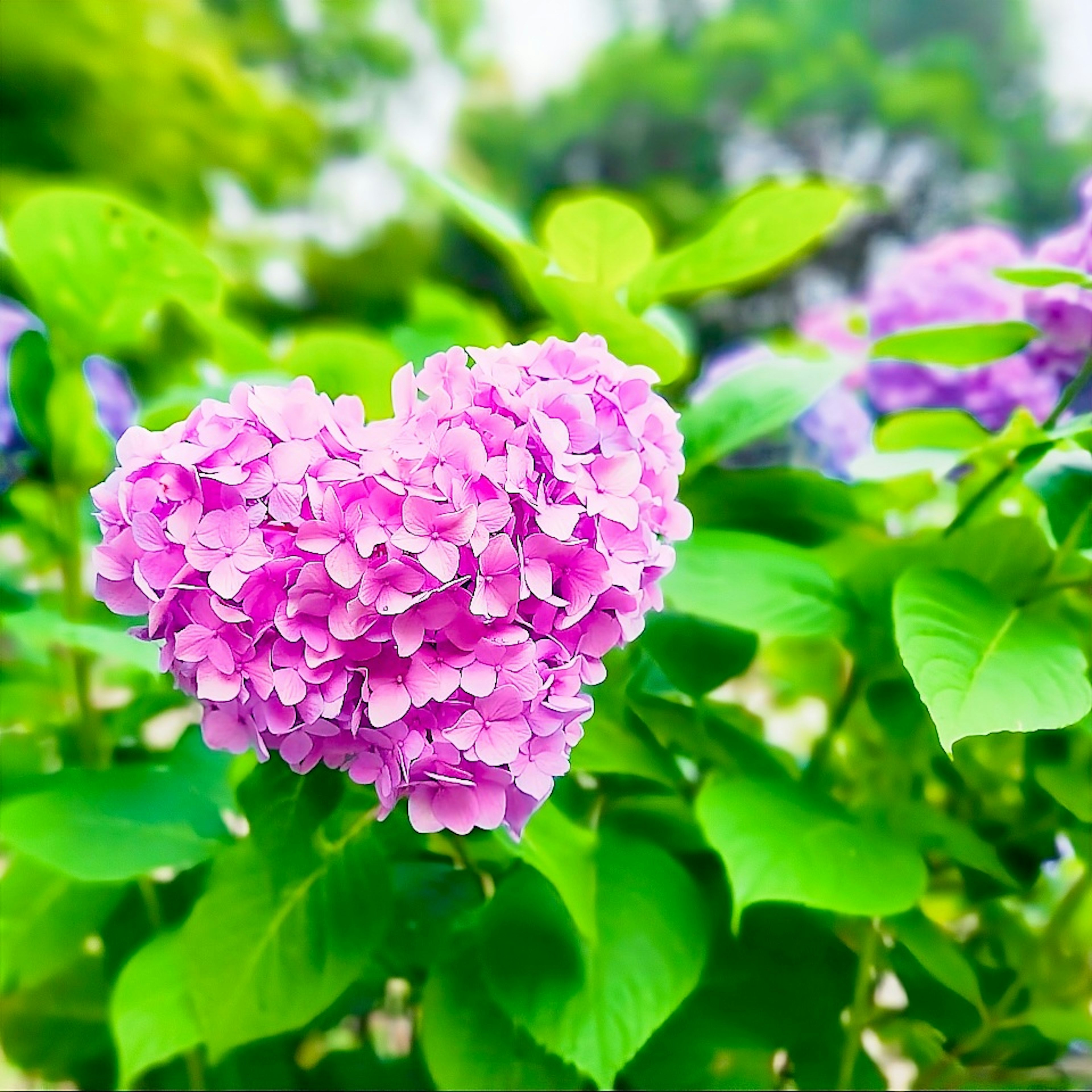 Heart-shaped pink hydrangea flower surrounded by green leaves