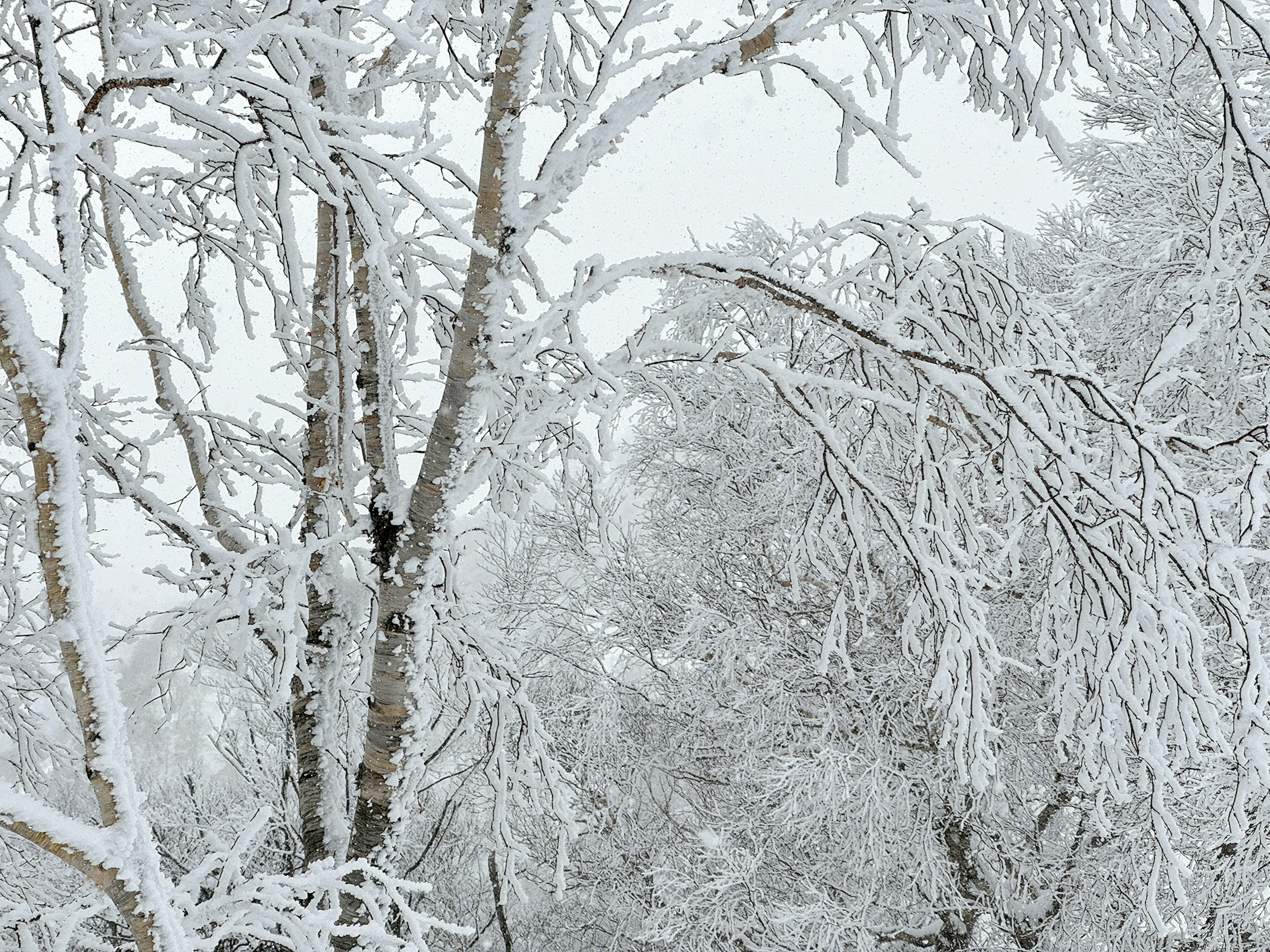 Snow-covered trees and a white landscape