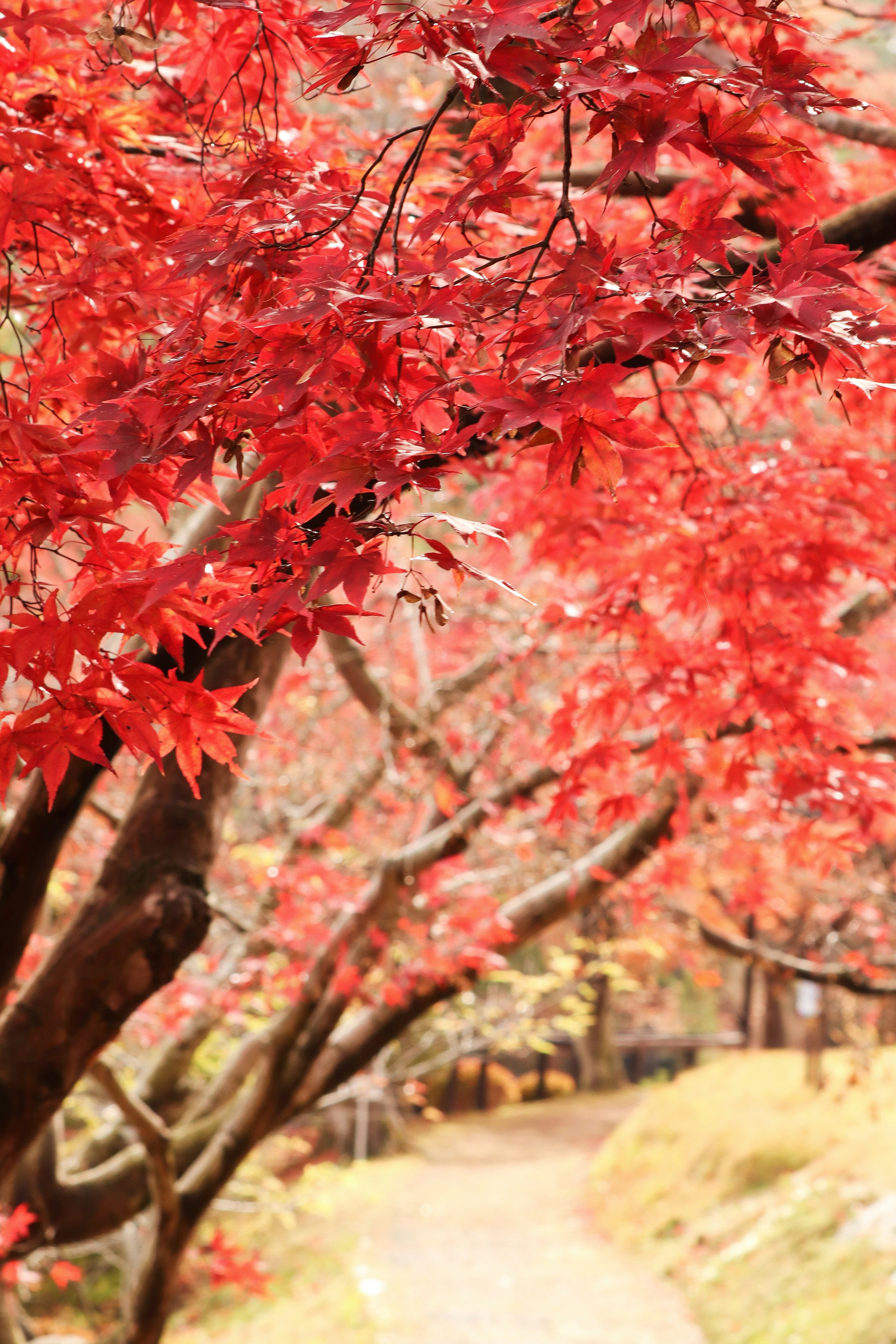 Pathway lined with vibrant red autumn leaves