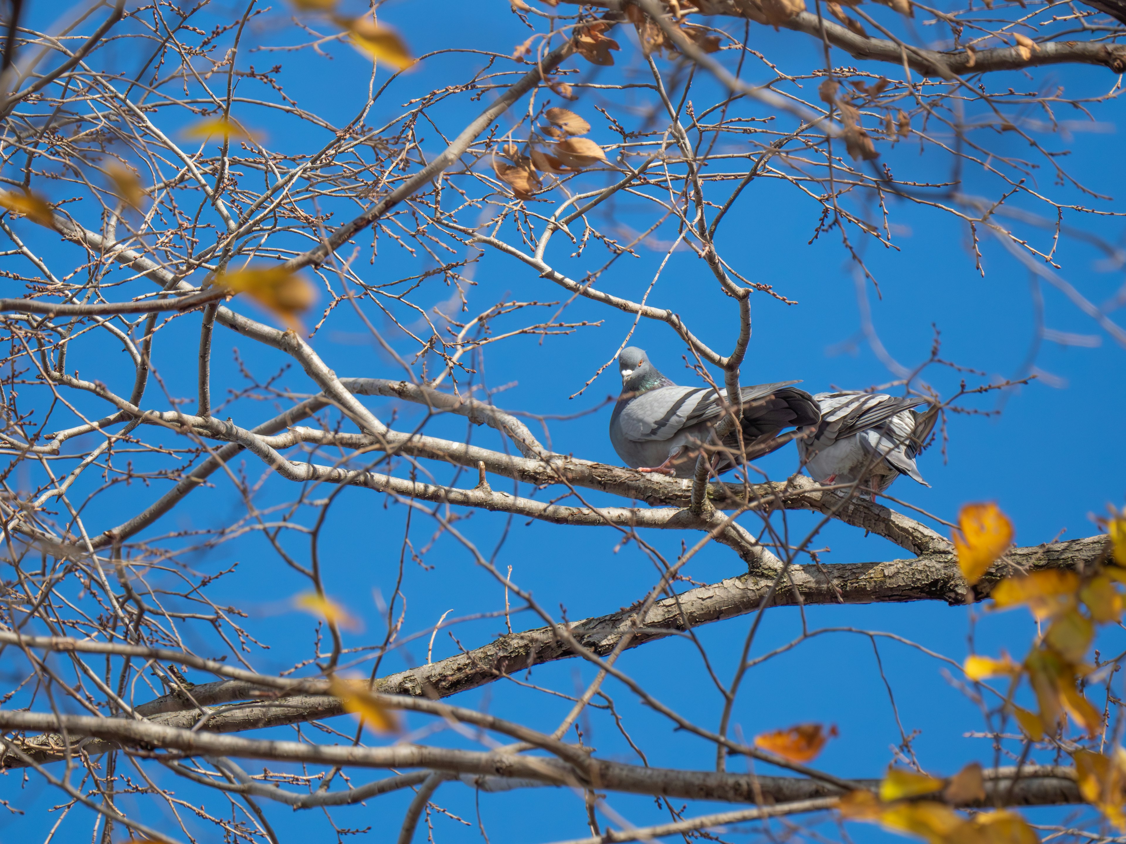 Dos palomas posadas en ramas bajo un cielo azul con hojas de otoño