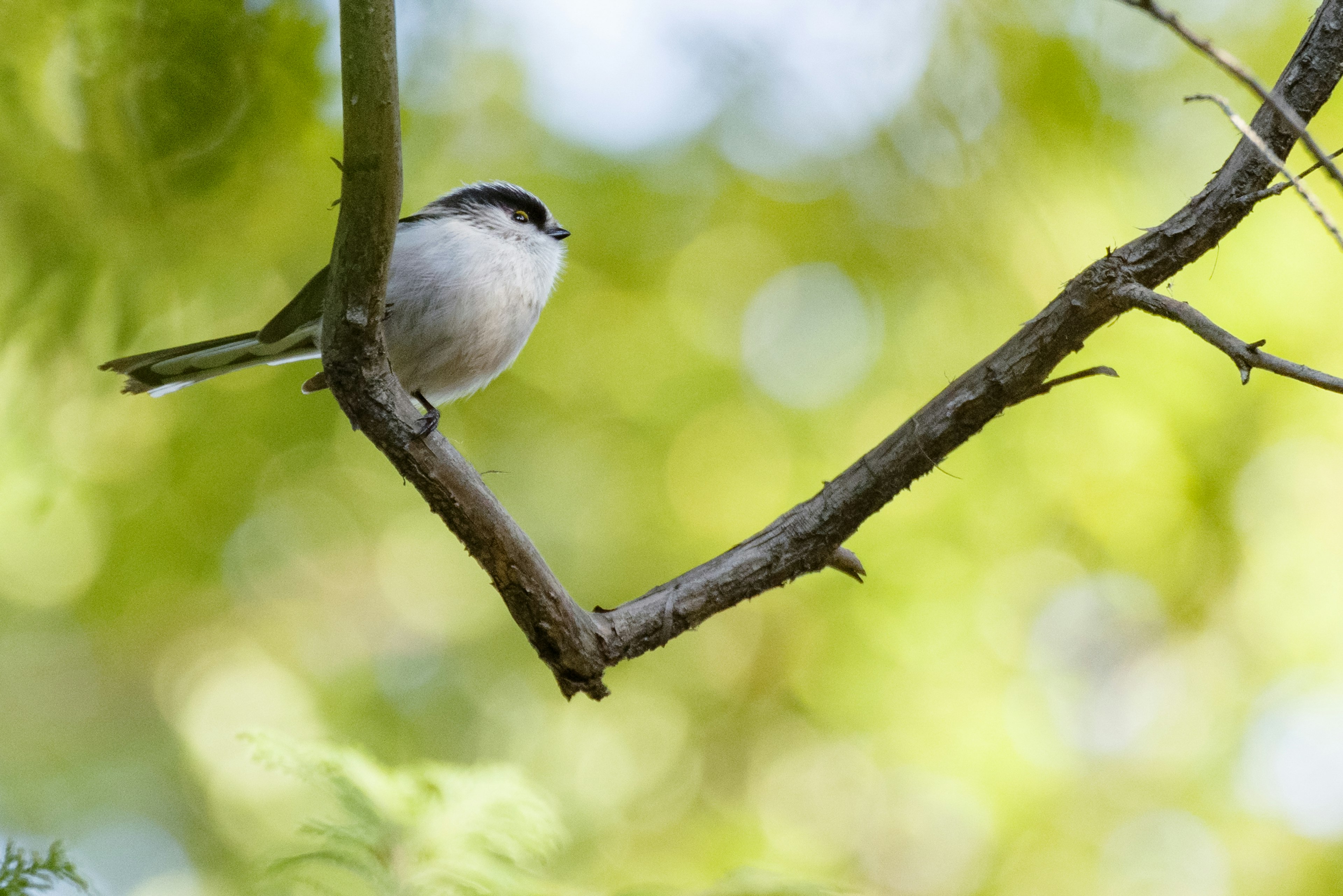 Un petit oiseau perché sur une branche avec un fond vert