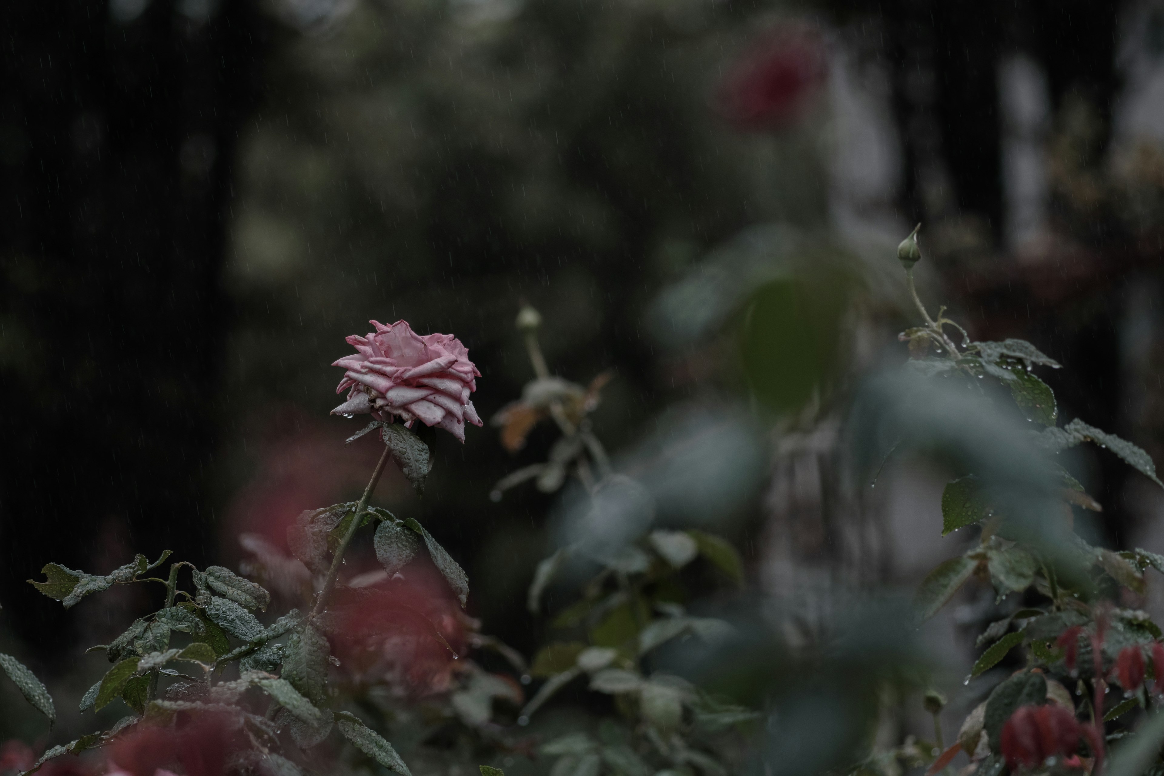 Primo piano di una rosa rosa che fiorisce in uno sfondo sfocato