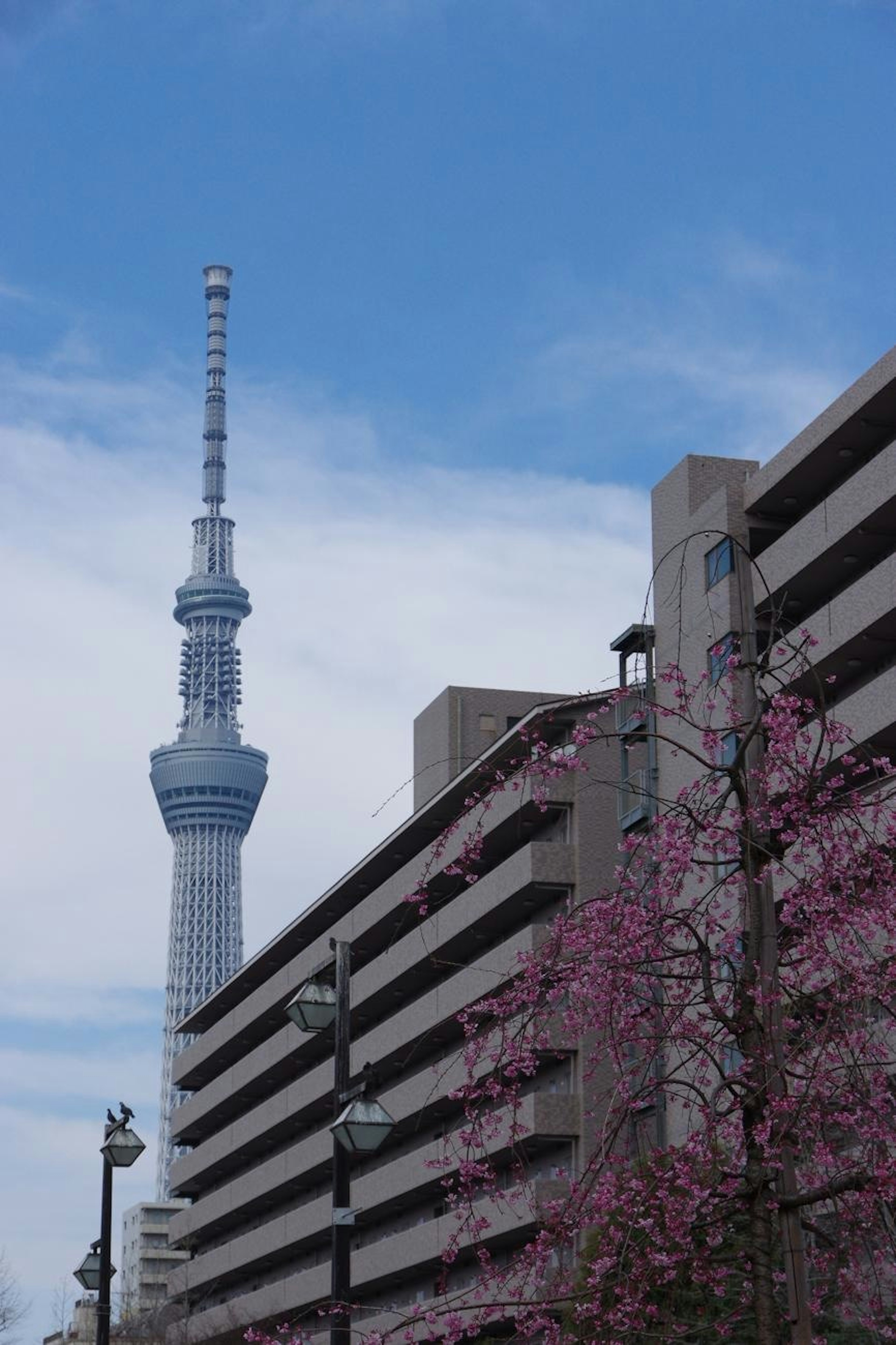 Tokyo Skytree mit Kirschblütenbäumen im Vordergrund