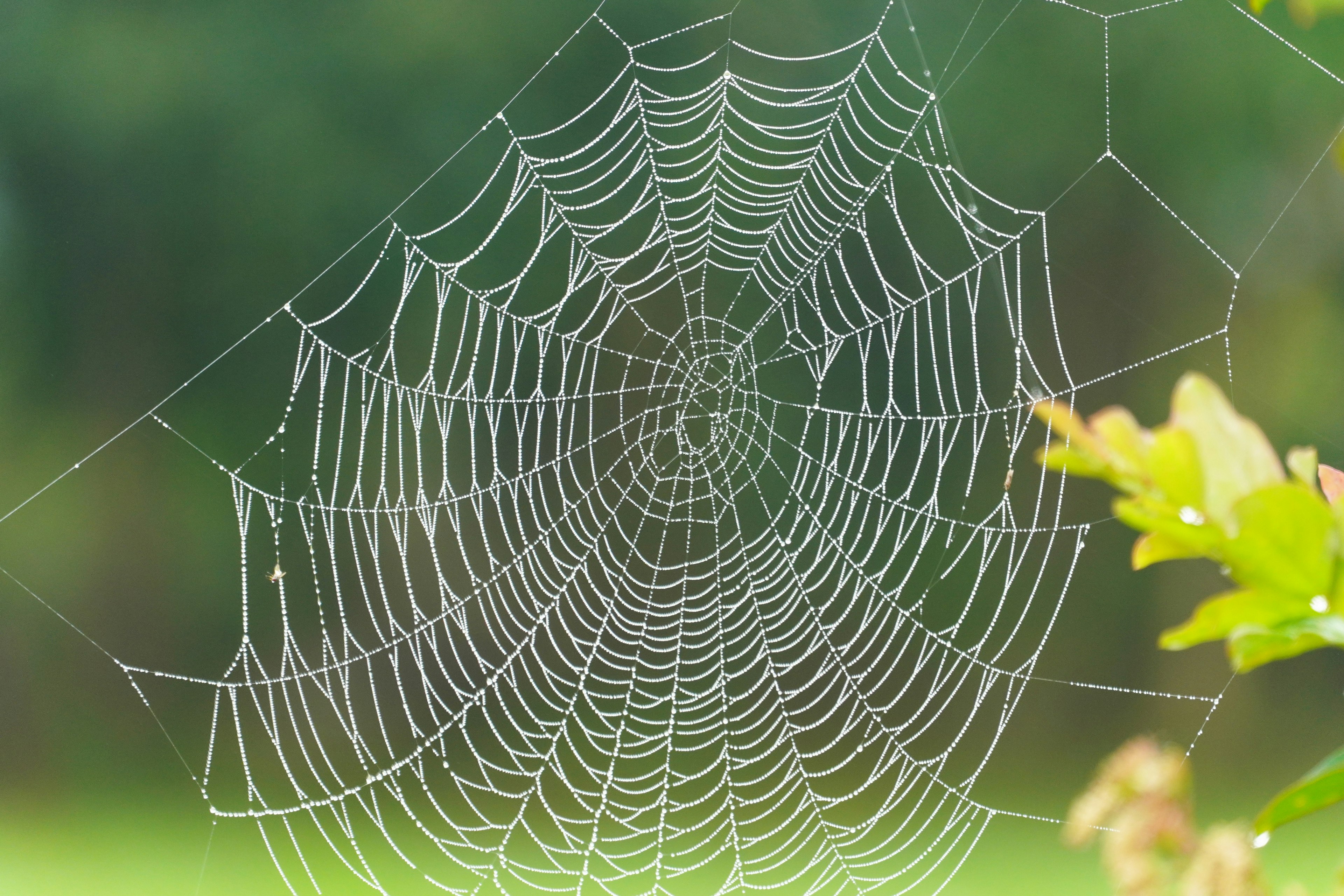 Primer plano de una telaraña con un fondo verde borroso