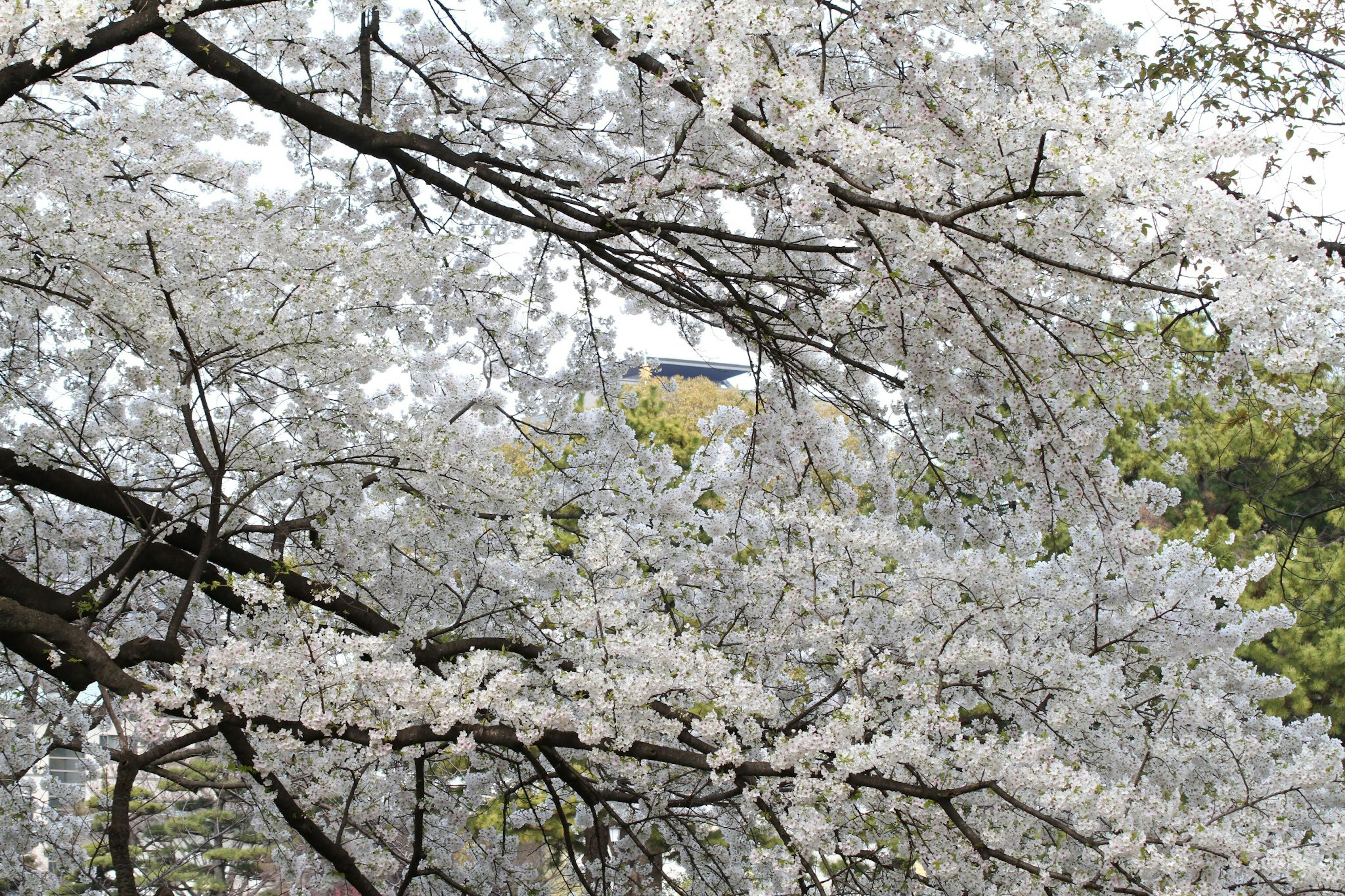 Cherry blossom trees in full bloom with delicate white flowers