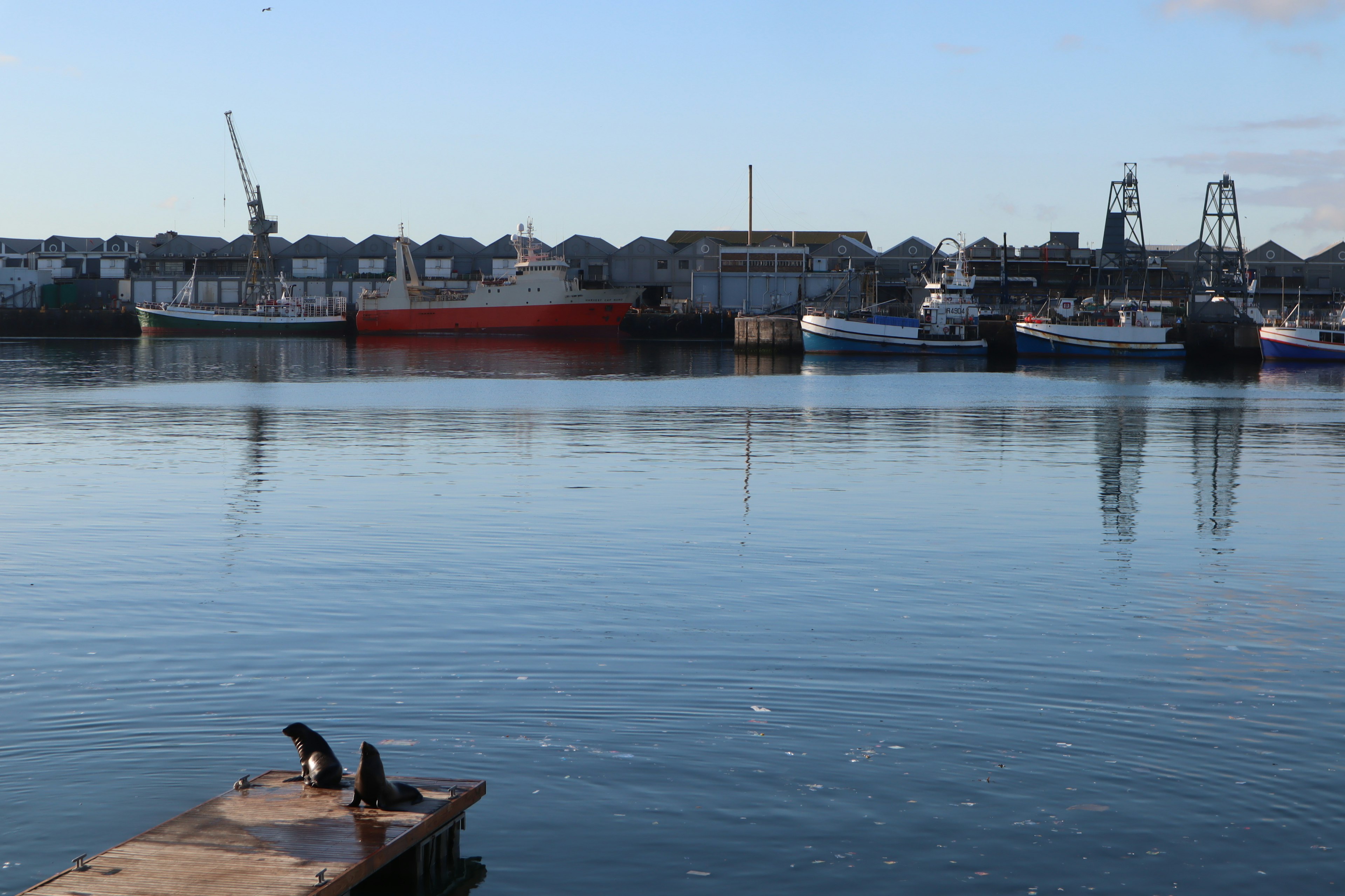 Tranquil harbor scene with otters on a dock and calm water featuring boats and cranes in the background