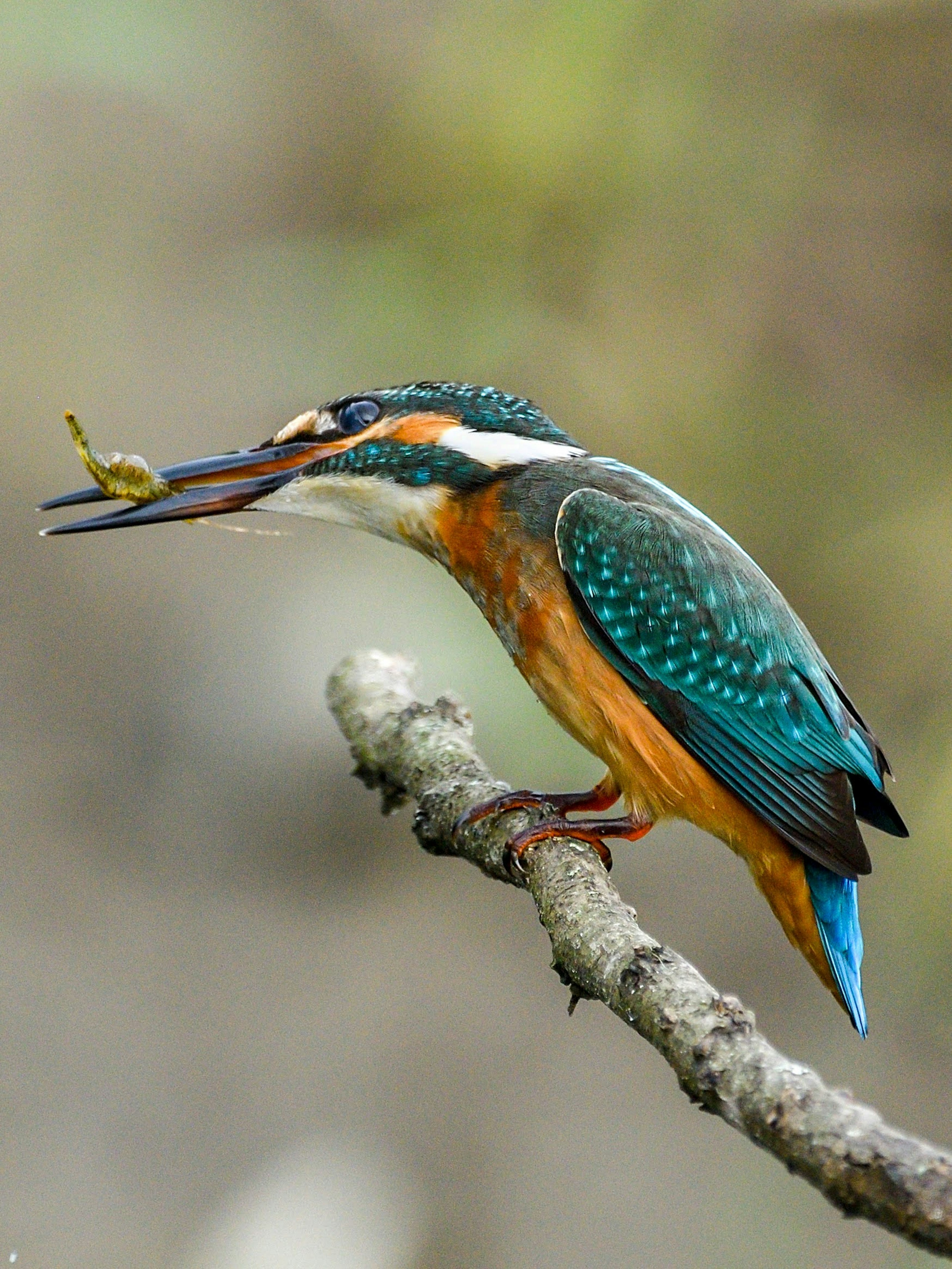 Seekor burung kingfisher berwarna cerah bertengger di cabang memegang mangsa kecil di paruhnya