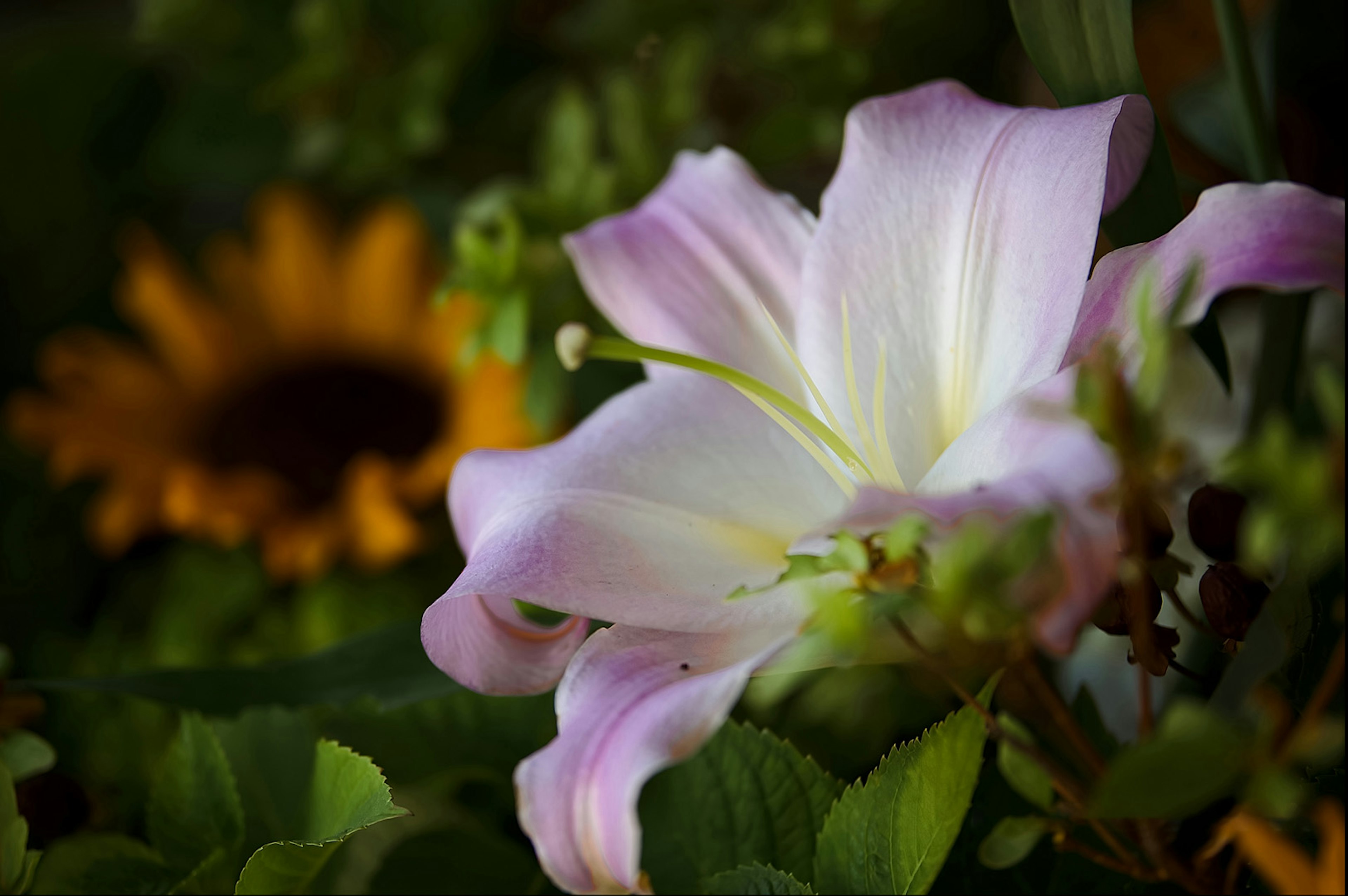 Una flor de lirio blanco rodeada de hojas verdes con un girasol al fondo