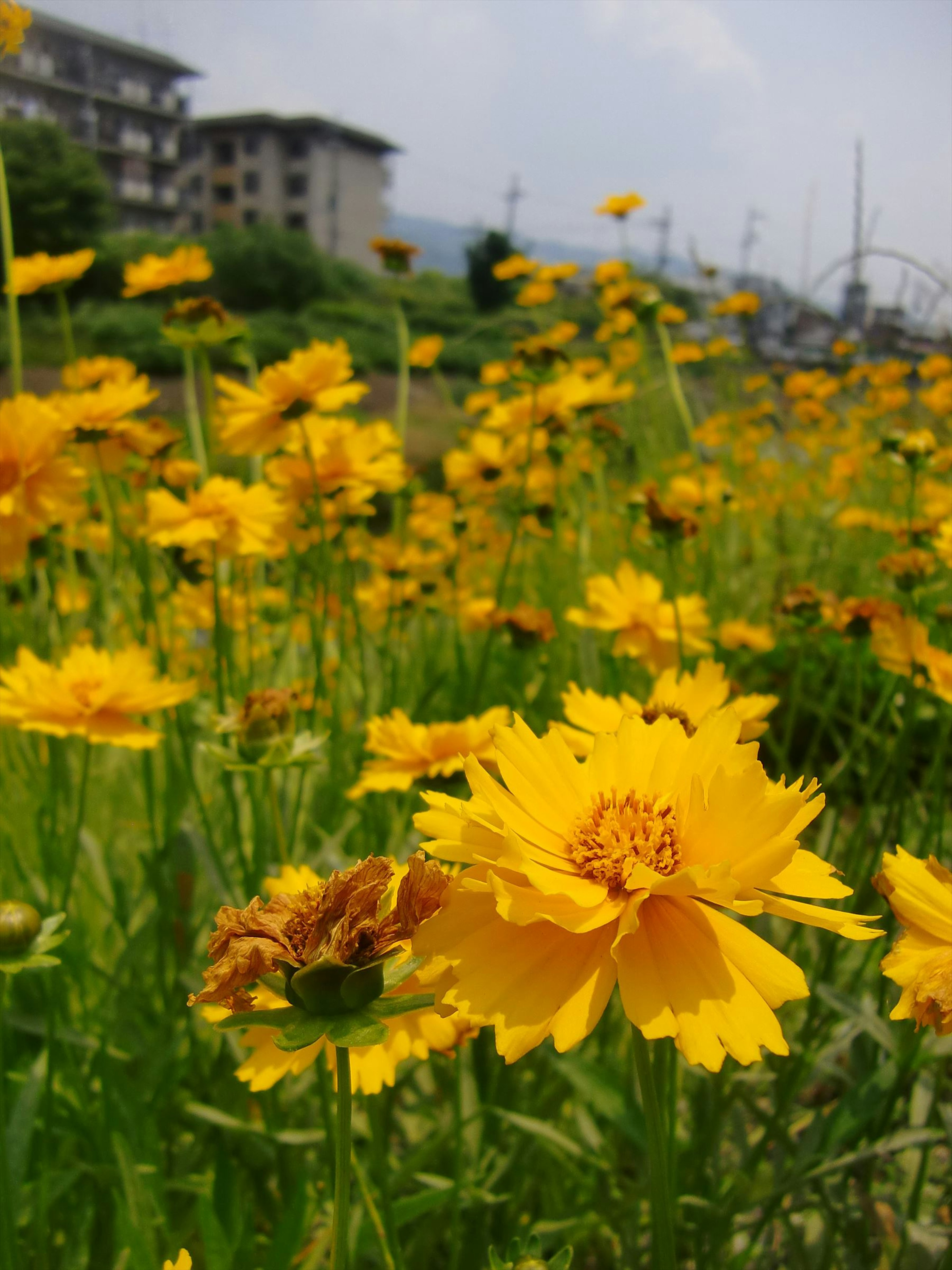 生機盎然的黃色花田，背景有建築和藍天